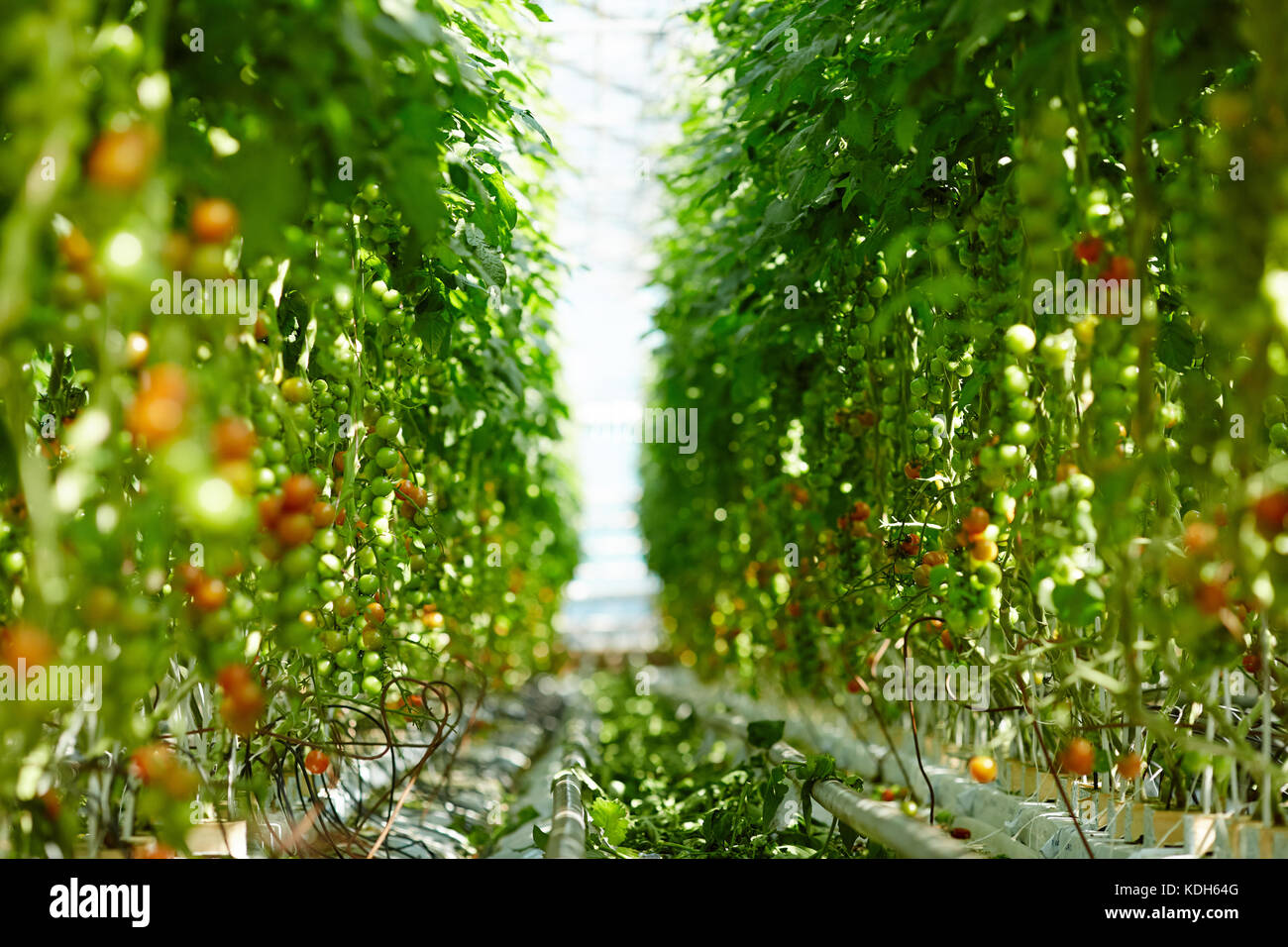 Gang im Treibhaus Division Plantage der das ganze Jahr über Tomaten angebaut Stockfoto