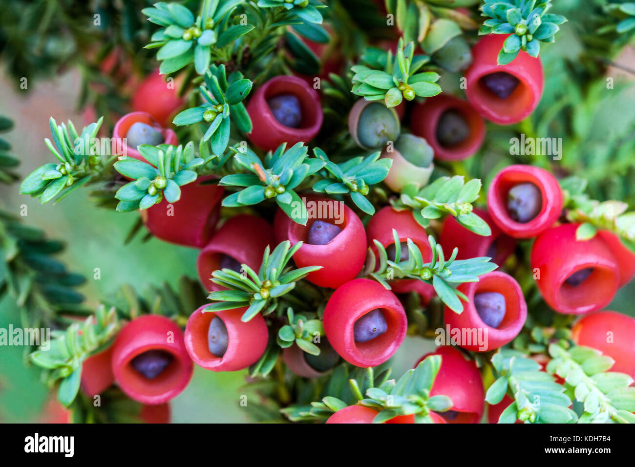 Taxus baccata " Adpressa", Eibenzapfen, rote Beeren, winzige Nadelzapfen Früchte Stockfoto
