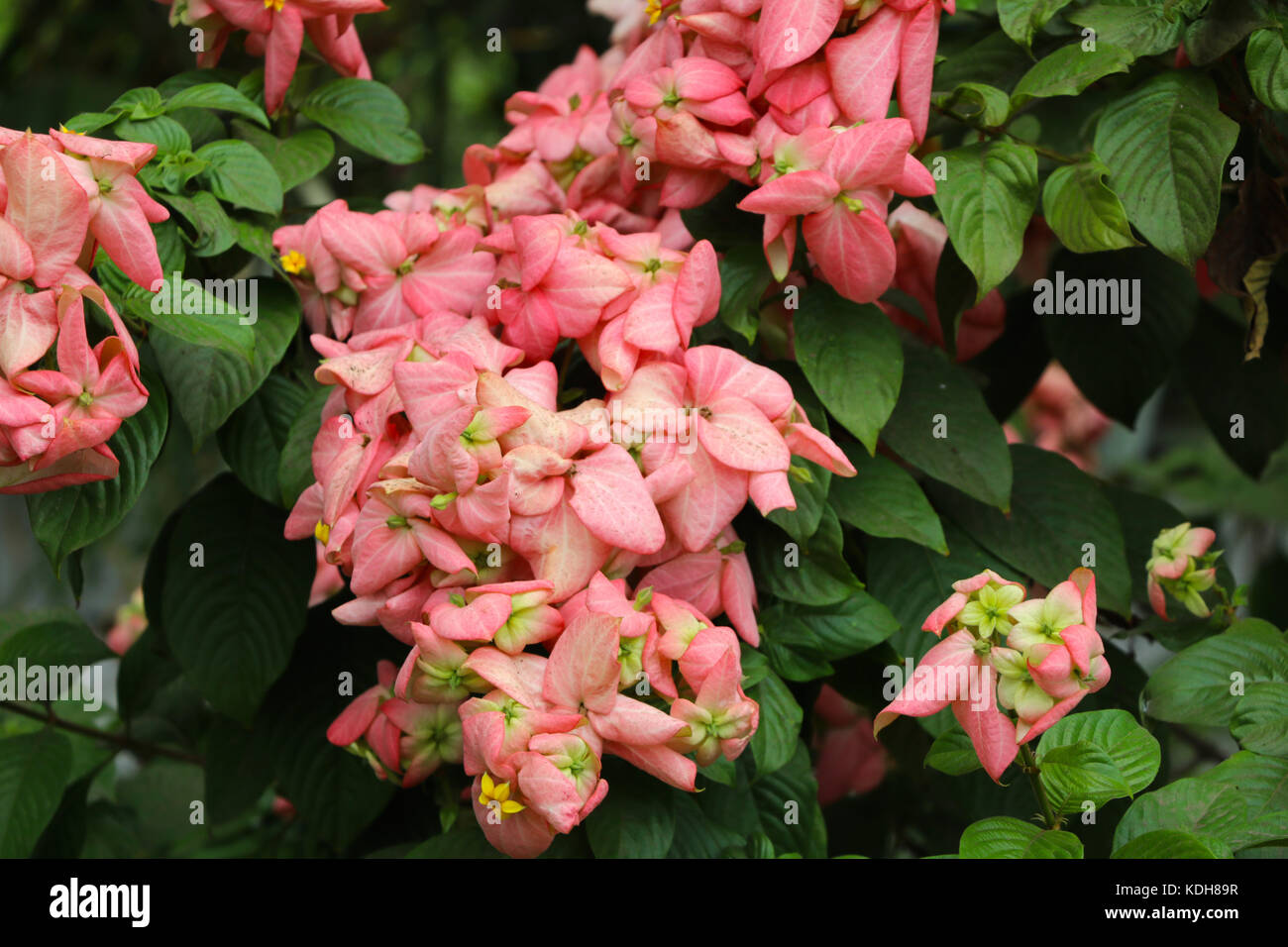 Mussaenda philippica Stockfoto