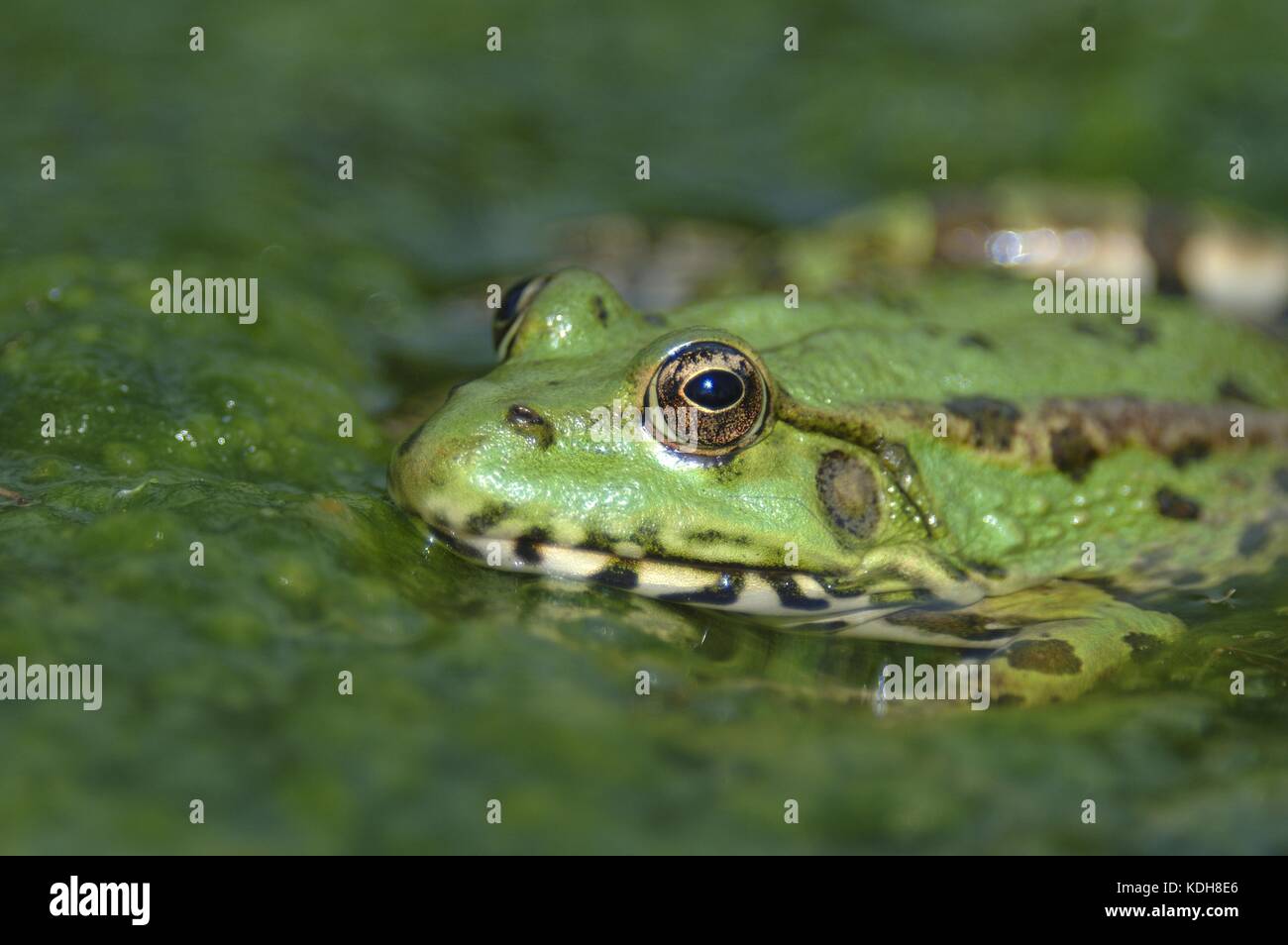 Essbarer Frosch Grüner Frosch (Rana esculenta), der im Sommer auf
