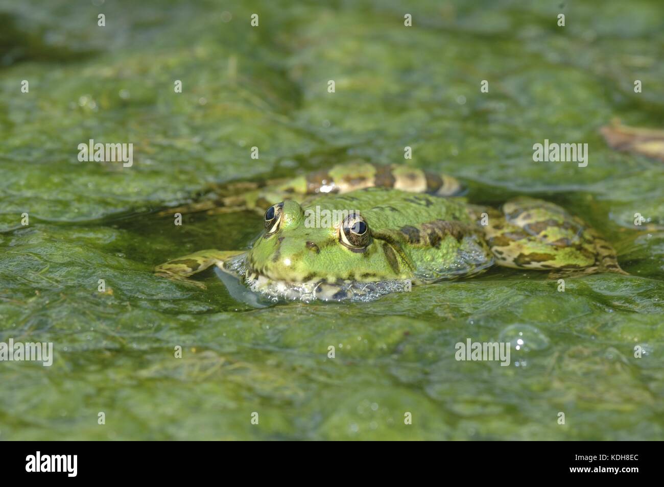 Essbarer Frosch Grüner Frosch (Rana esculenta), der im Sommer auf