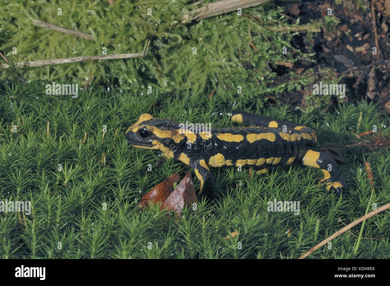 Feuersalamander (Salamandra salamandra terrestris), der sich im Sommer auf einem mos-Teppich in einem Holz fortbewegt Stockfoto