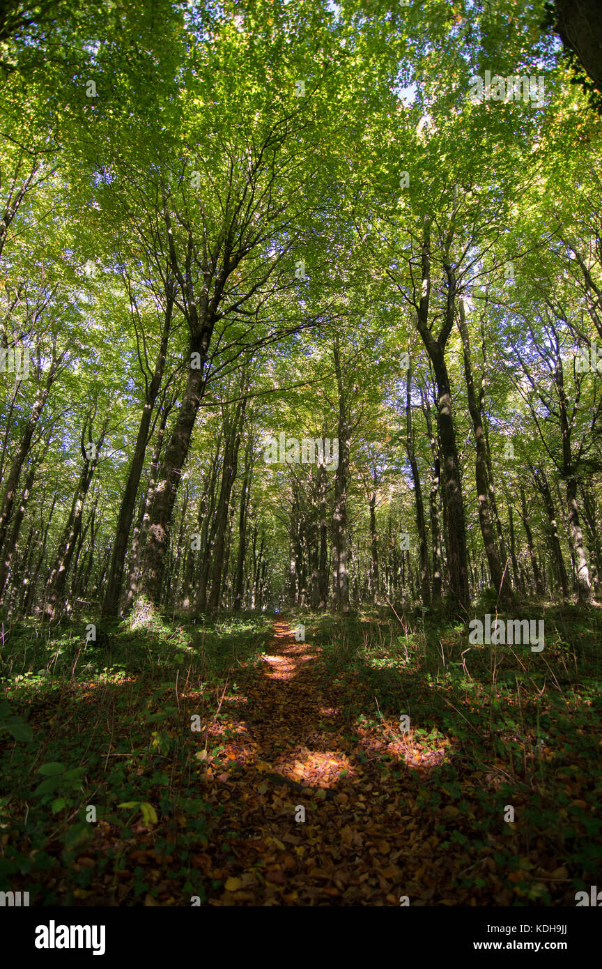 Die Schönheit der Natur, Wald und Wald Wanderungen im Herbst. Stockfoto