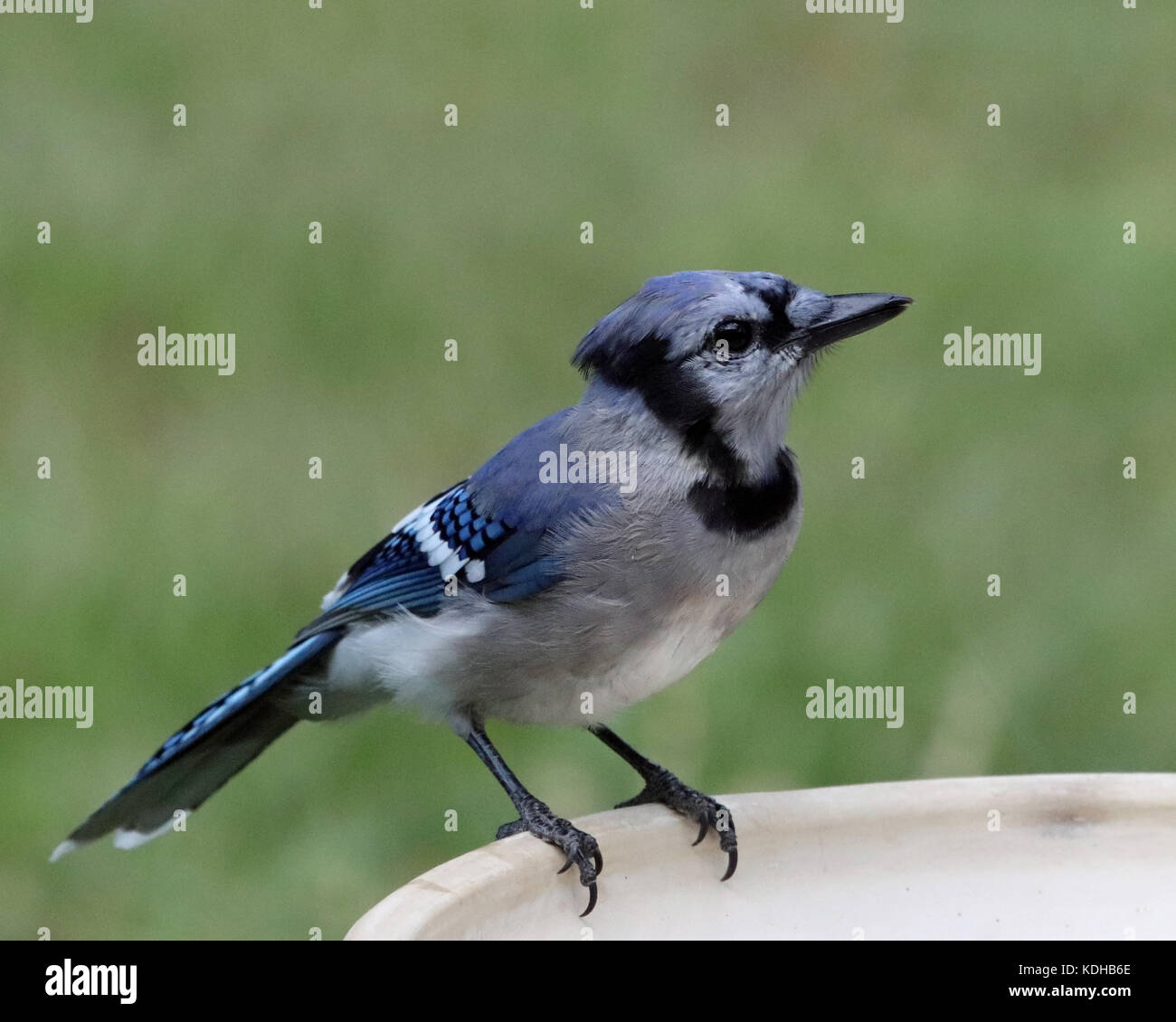 Blue Jay (cyanocitta cristata) am Rande einer Vogeltränke in Rhode Island Stockfoto
