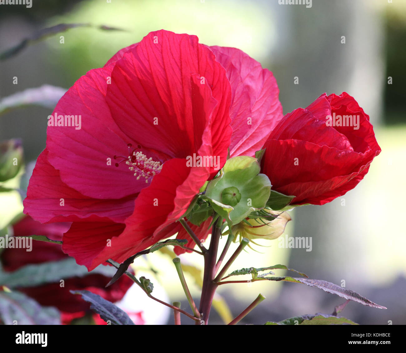 Blumen für halbschatten Fotos und Bildmaterial in hoher Auflösung Alamy