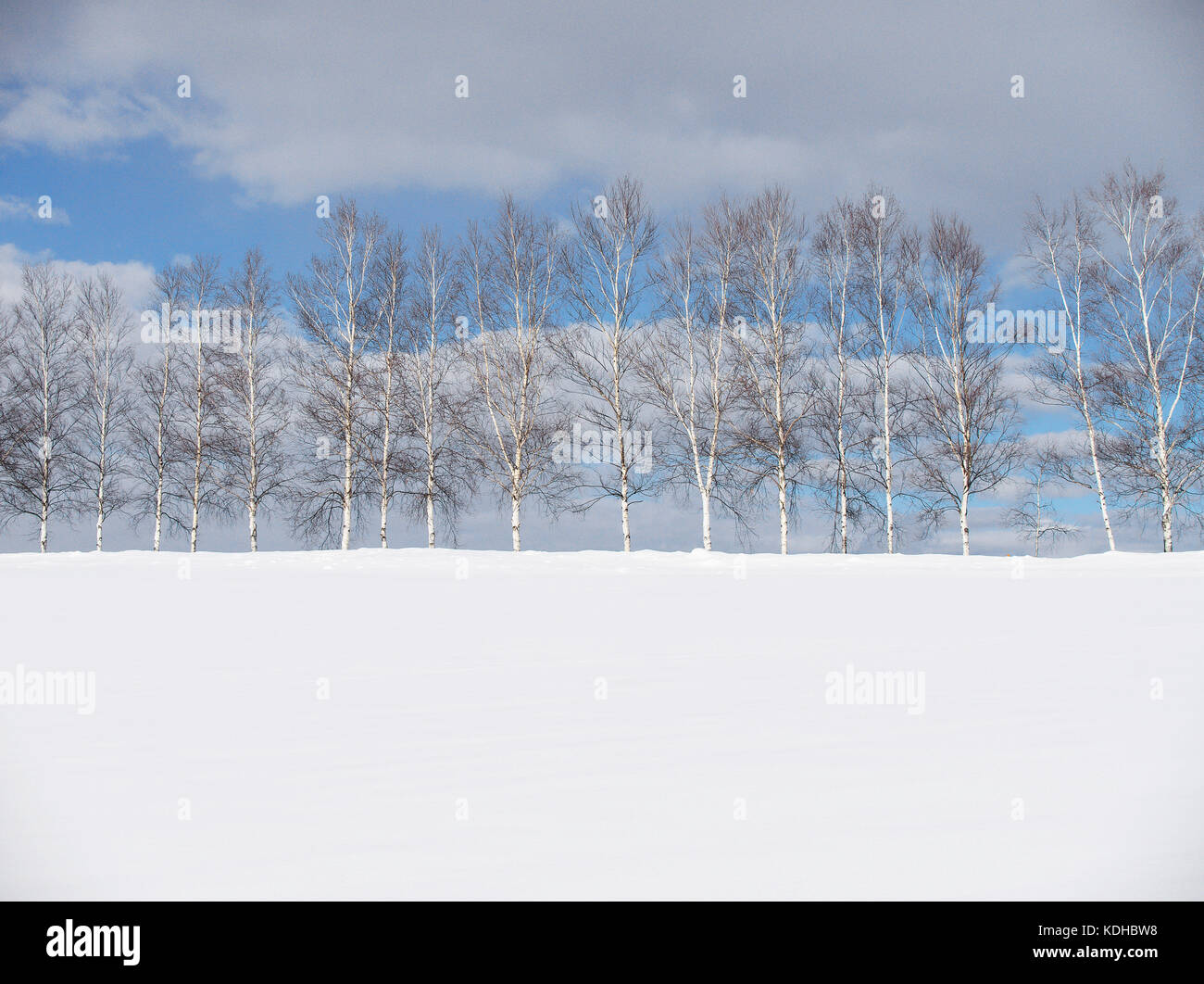 Baum der sieben Sterne in Biei, Hokkaido, Japan, im Winter Stockfoto