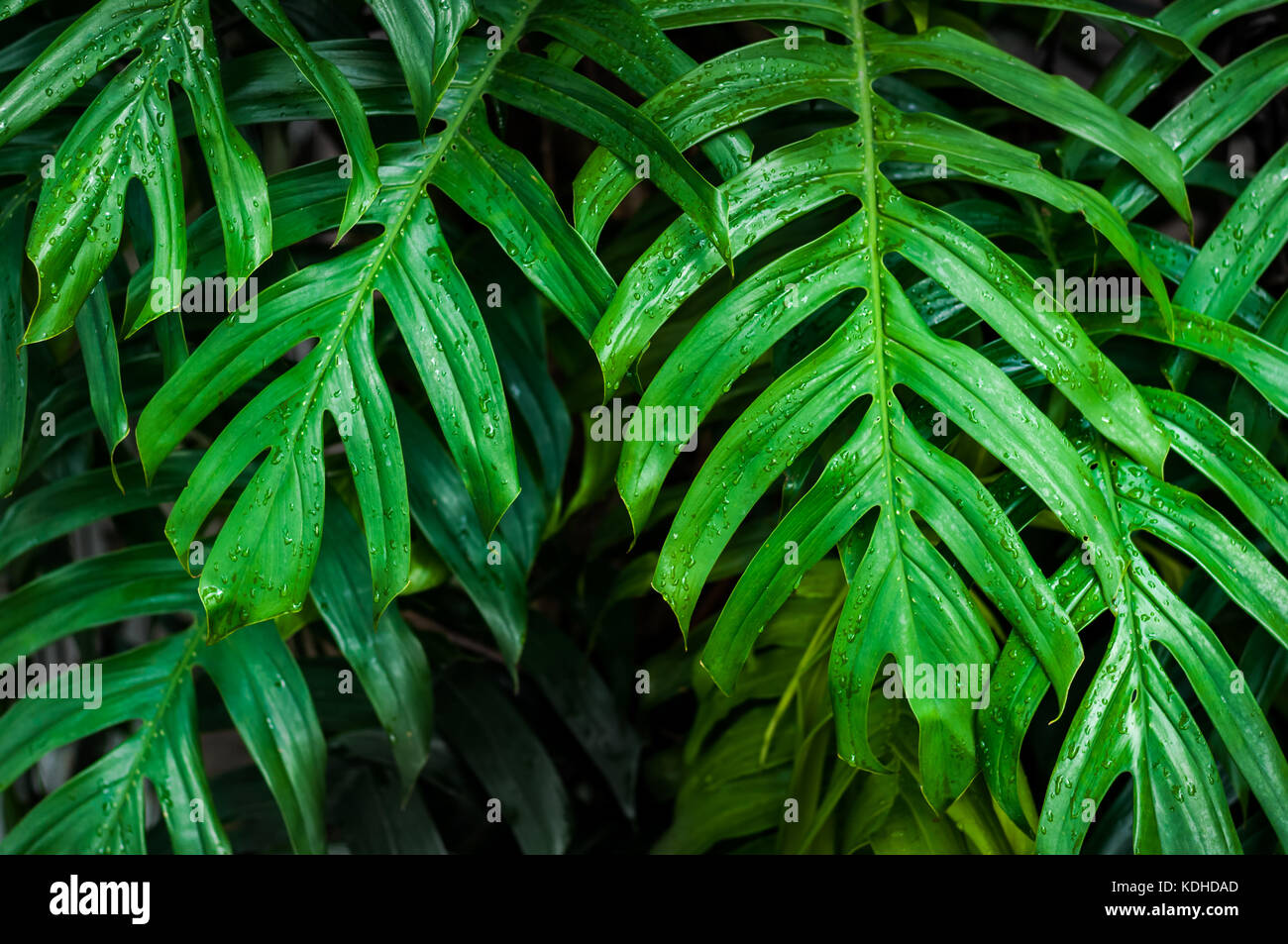philodendron bifurcatum Platycerium 'Bifurcatum' aka Staghorn or Elkhorn Fern – Christine's  Tropical & Exotic Plants main image 1