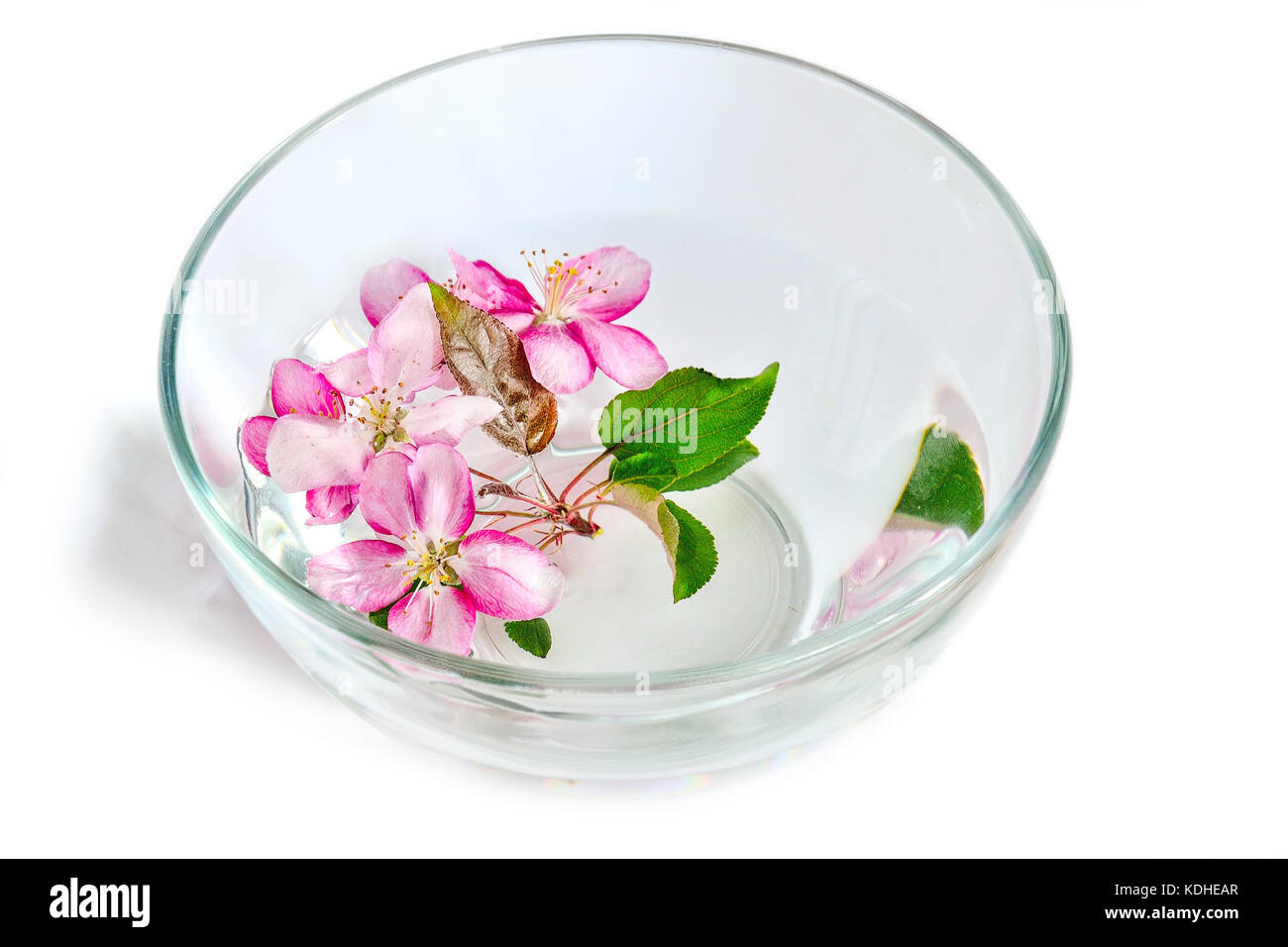 Frische rosa Kirsch- oder Apple tree Blumen schweben in die Glasschale mit Wasser. spa Behandlung, Aromatherapie und Hautpflege Konzept Stockfoto