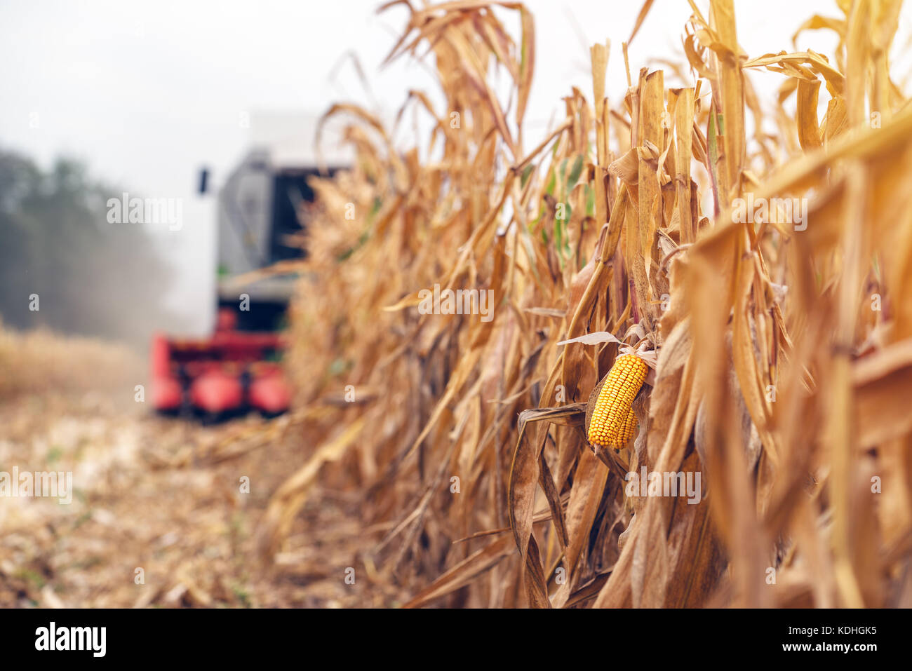 Maisernte Getreidefeld. Mähdrescher arbeiten auf der Plantage. Landwirtschaftliche Maschinen sammeln reif Mais ernten. Stockfoto