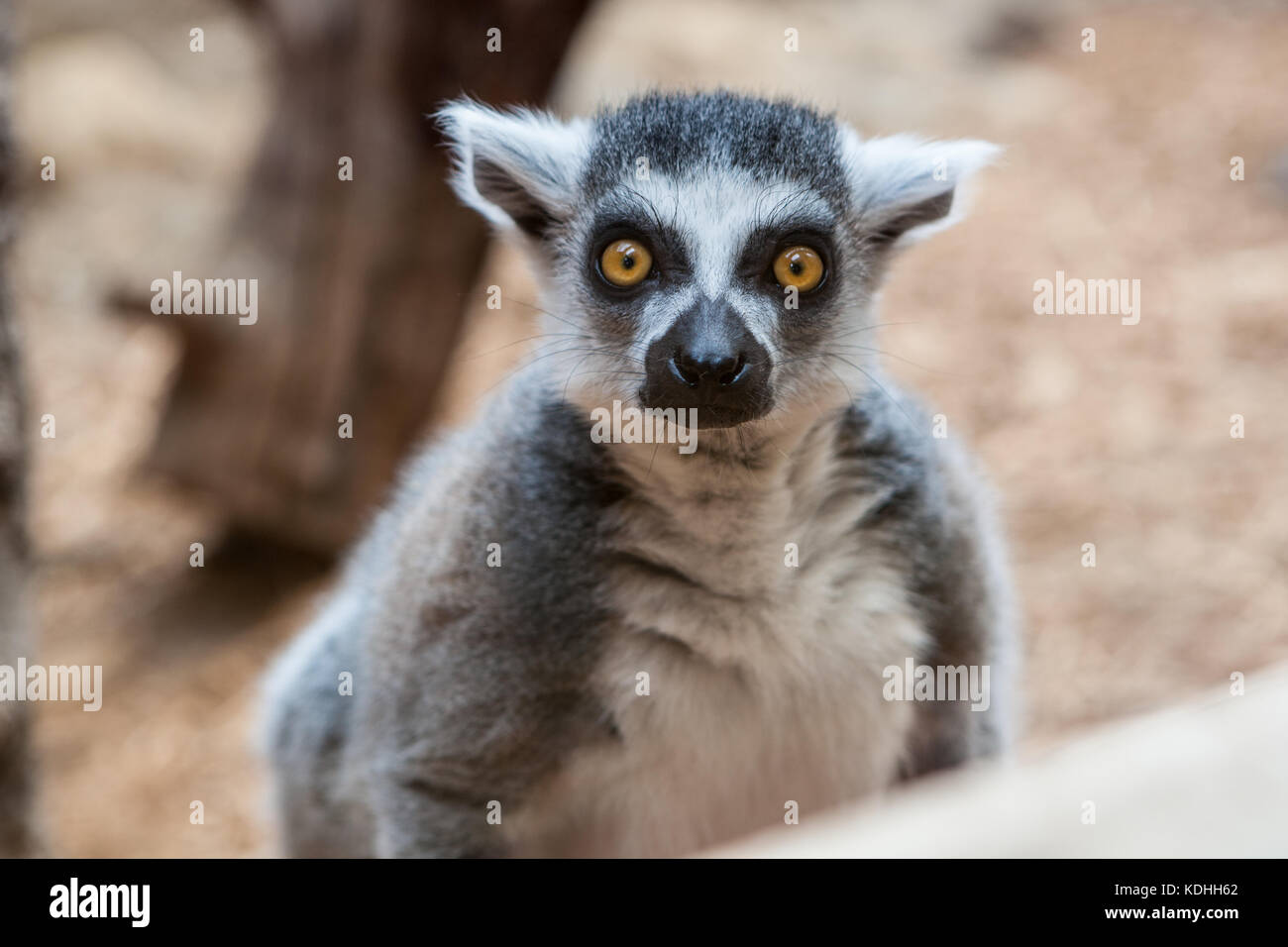Nahaufnahme von einem Ring tailed Lemur gefangen in einer Familie Zoo mit Schwerpunkt auf den Augen und Blick Stockfoto