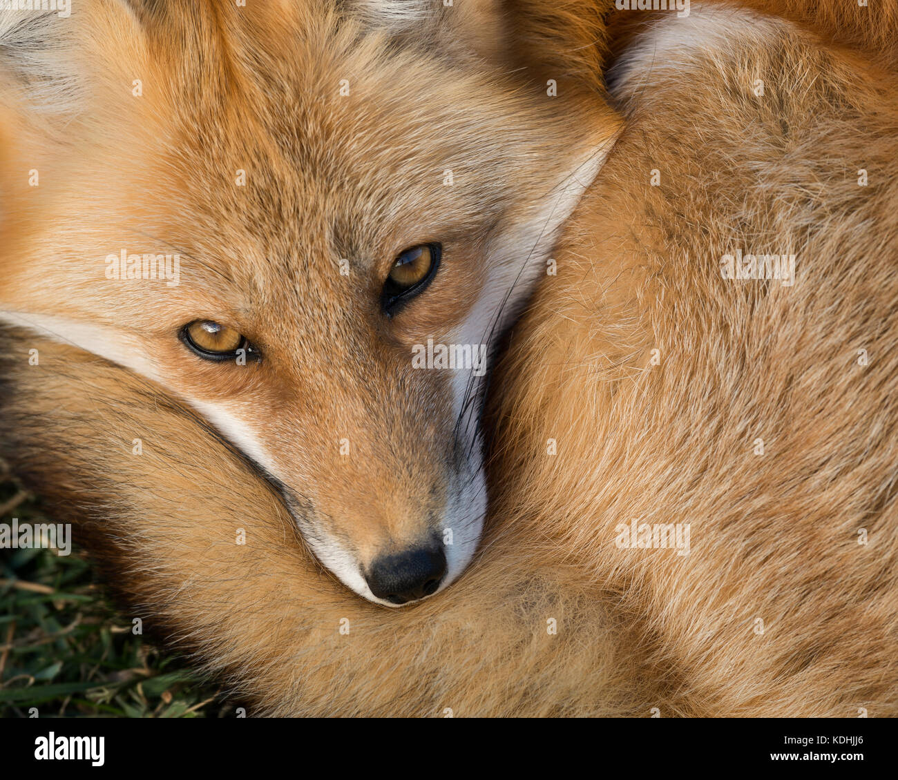 Red Fox (Vulpes vulpes) Closeup Portrait von oben Stockfoto