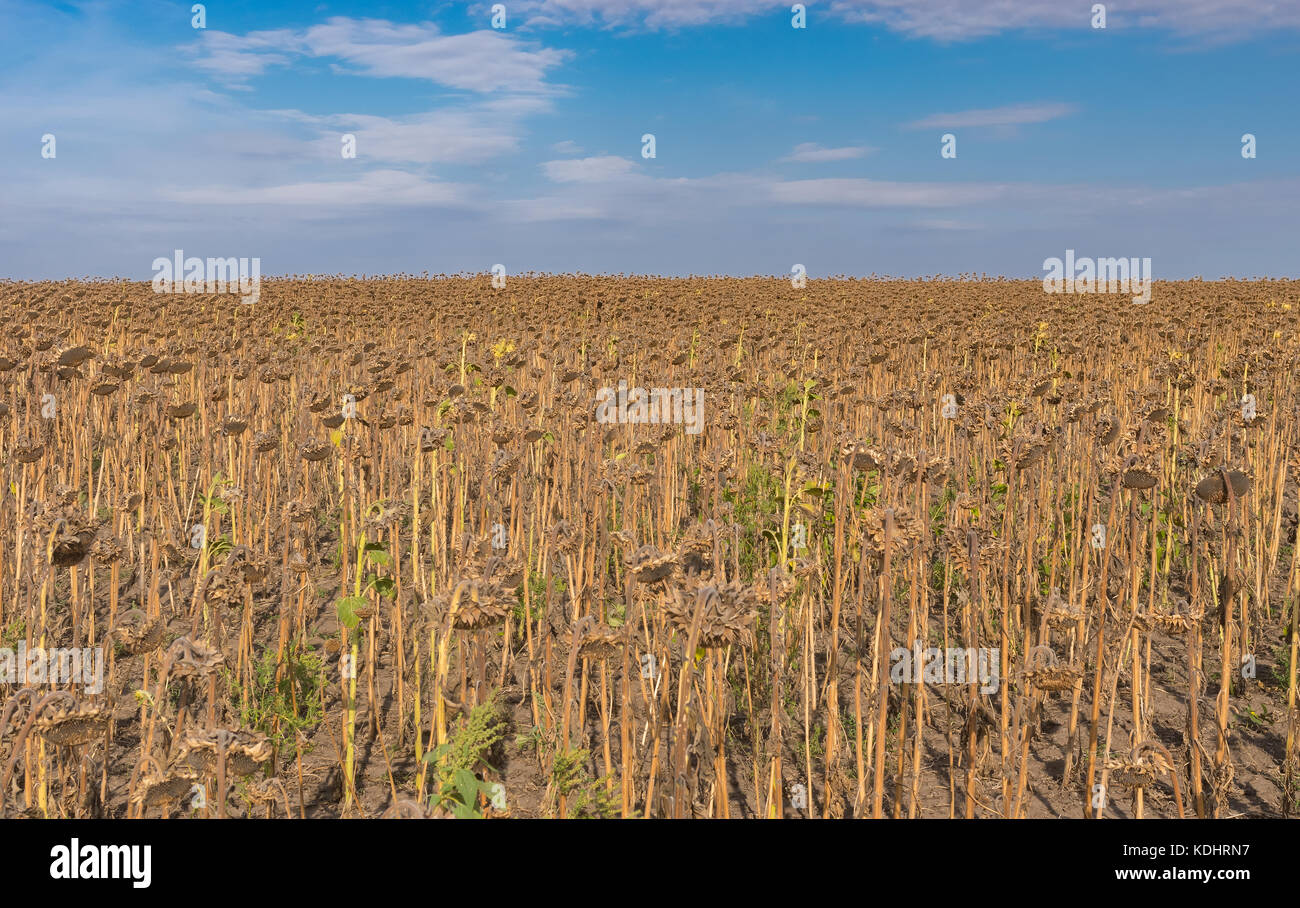 Landwirtschaftliches Feld mit reifen Sonnenblumen gegen den blauen bewölkten Himmel im Zentrum der Ukraine Stockfoto