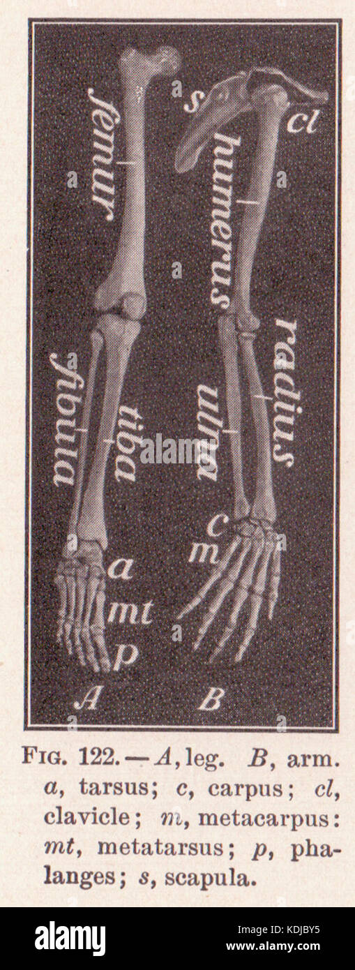Seite 194 enthält eine detaillierte anatomische Untersuchung der menschlichen Arm- und Beinknochen, die Einblicke in die Skelettstruktur und die menschliche Anatomie für pädagogische oder wissenschaftliche Zwecke bietet. Stockfoto