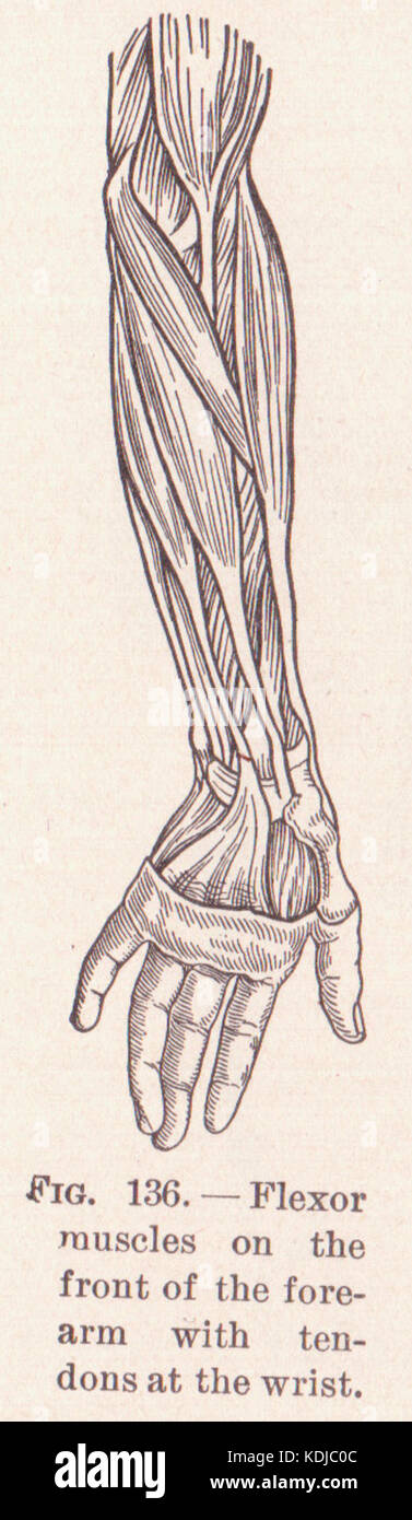Pg 206 Unterarmmuskeln Stockfoto