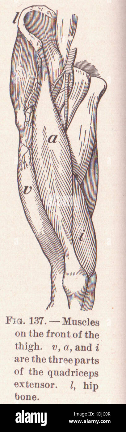 Dieses Bild oder die Referenz auf Seite 206 zeigt die Anatomie der Oberschenkelmuskulatur und konzentriert sich dabei auf die wichtigsten Muskeln, die an der Bewegung beteiligt sind, und ihre Funktionen im menschlichen Körper. Stockfoto