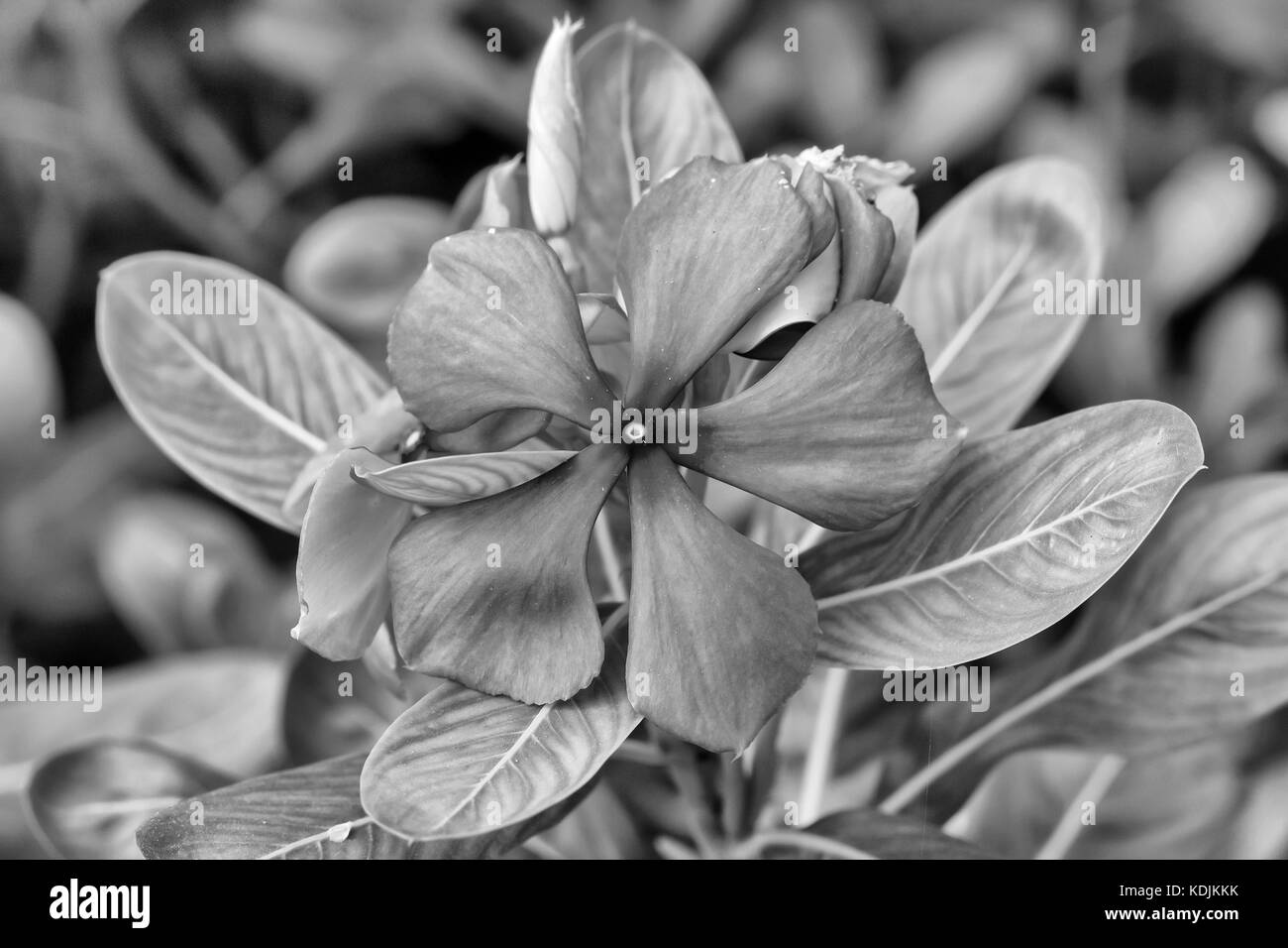 Rosige immergrün Blüte in Schwarz und Weiss Stockfoto