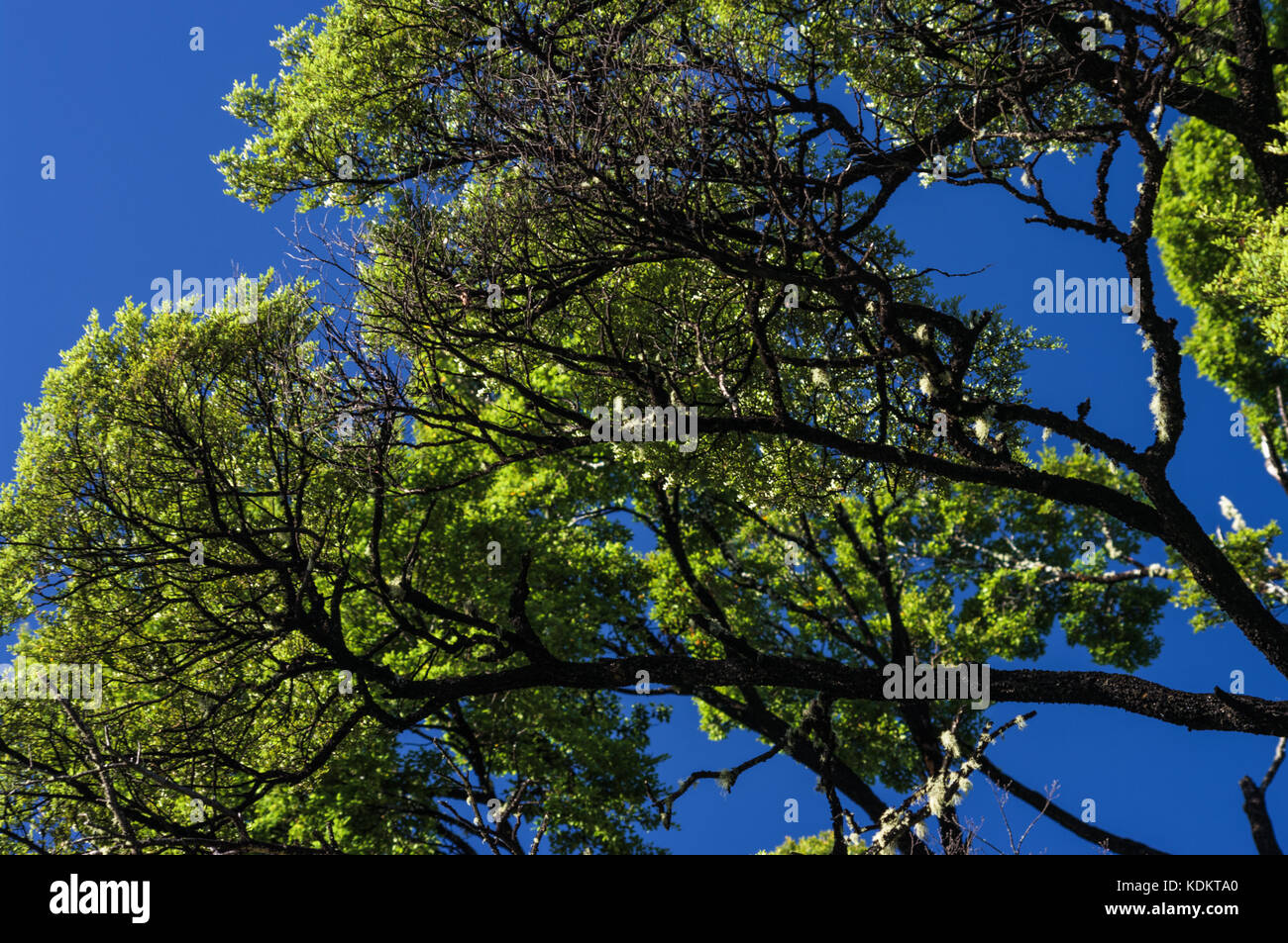 Holzkohle Baum der schwarze Baum verzweigt sich gegen die grüne Blätter und den klaren, blauen Himmel stand Stockfoto
