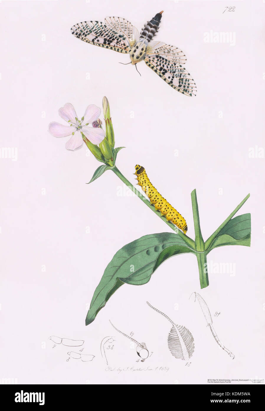 John Curtis britischen Entomologie Platte 722 Holz Leopard Moth Zeuzera aescult Stockfoto