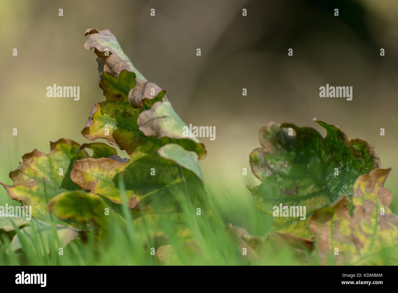 Blätter im Herbst Festlegung im Gras Stockfoto