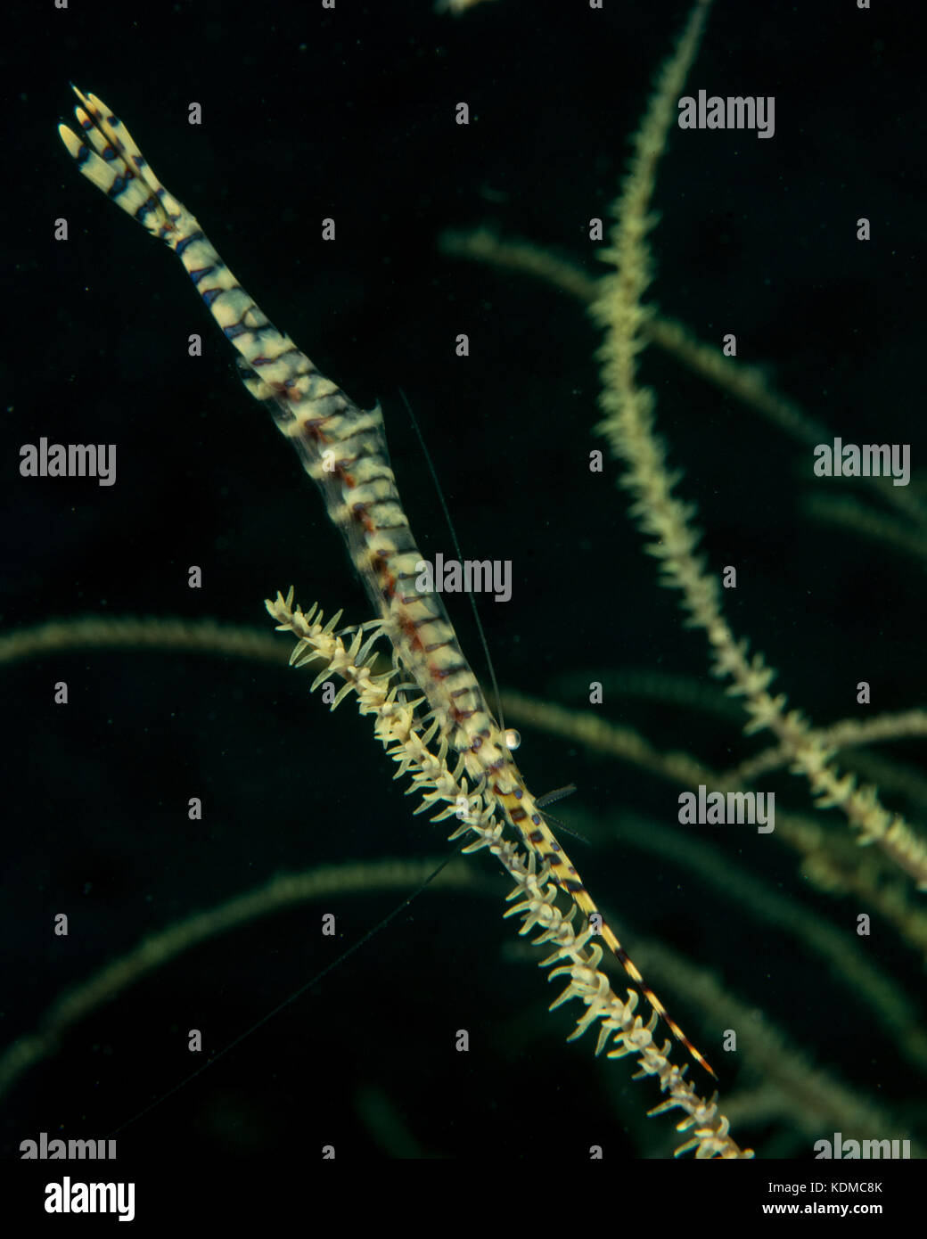 Sägeblatt Garnelen, tozeuma armatum Stockfoto