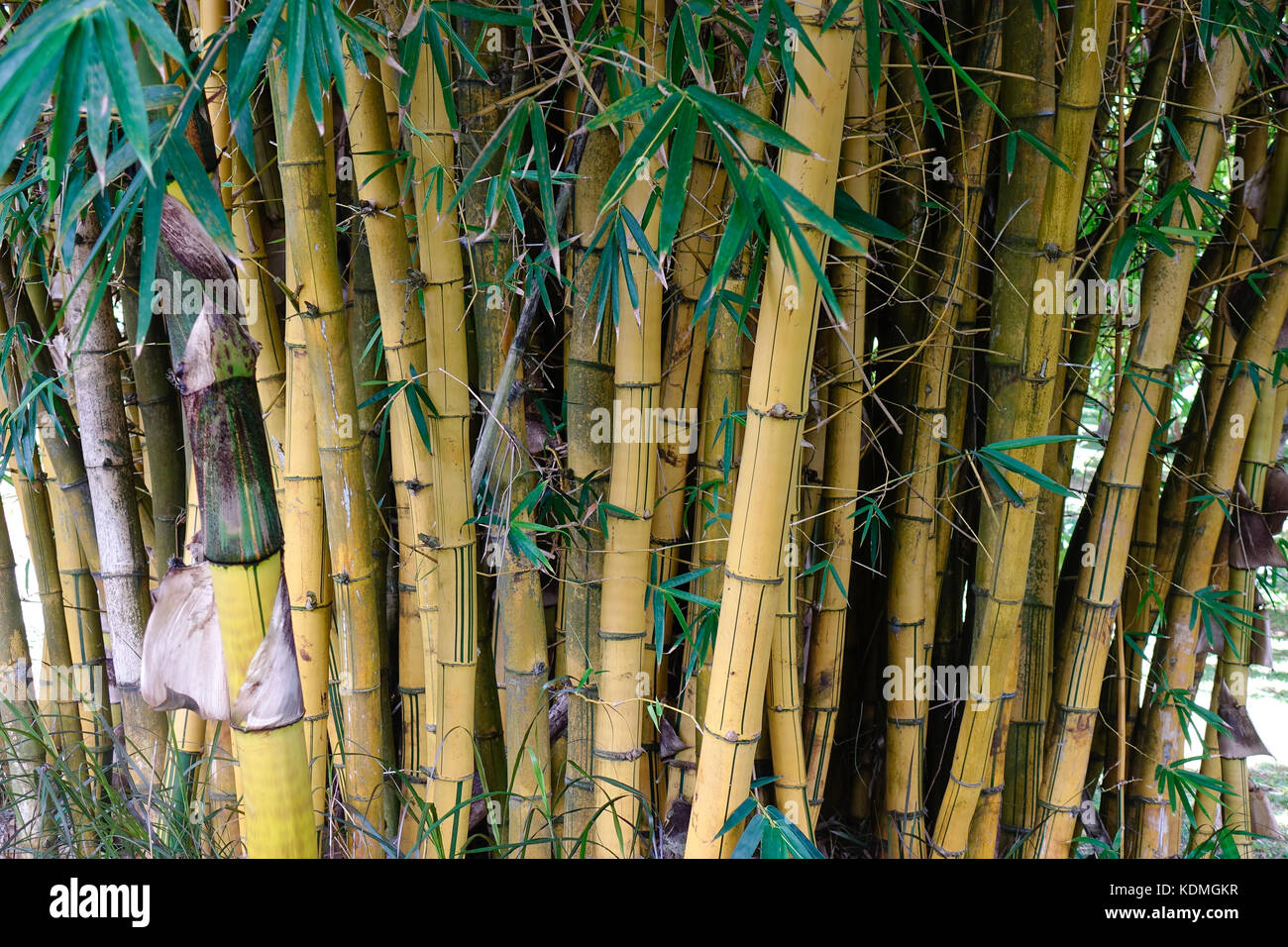 Bambus Bume im botanischen Garten in Highlands, Mauritius Stockfotografie  - Alamy