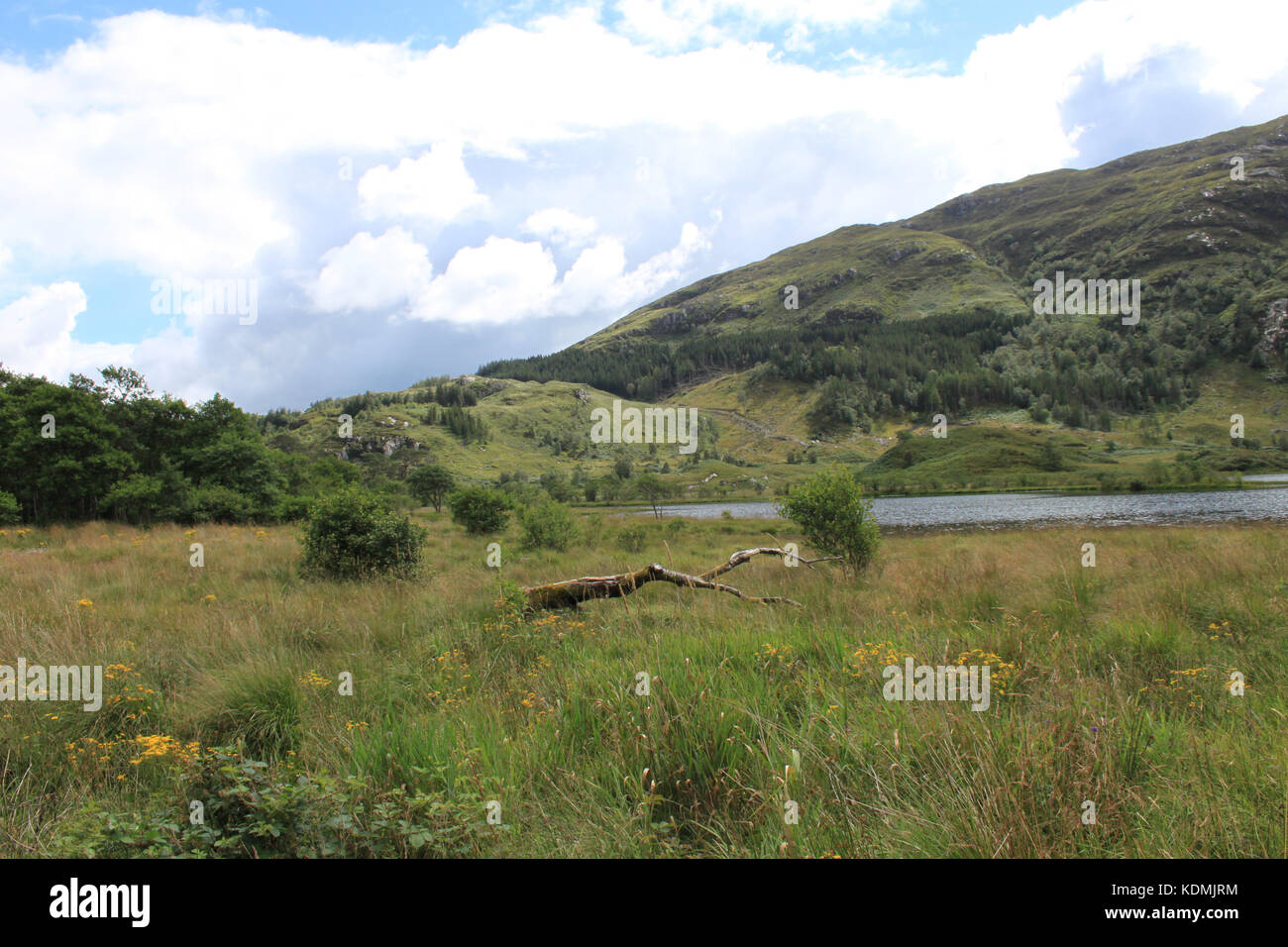 Loch Shiel Wiese Stockfoto