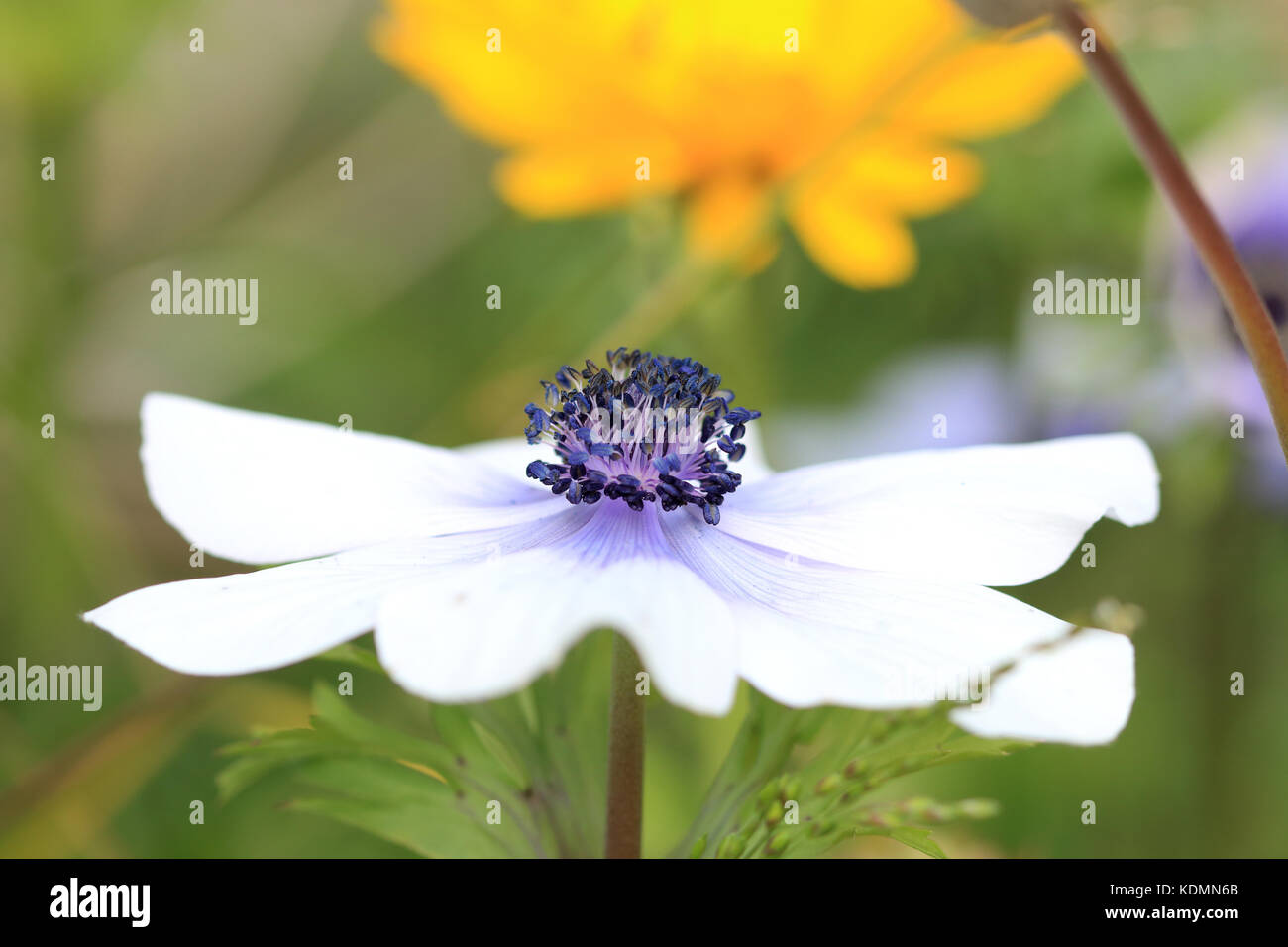 Nahaufnahme der weiße Anemone mit lila Tönung auf Blütenblätter Stockfoto