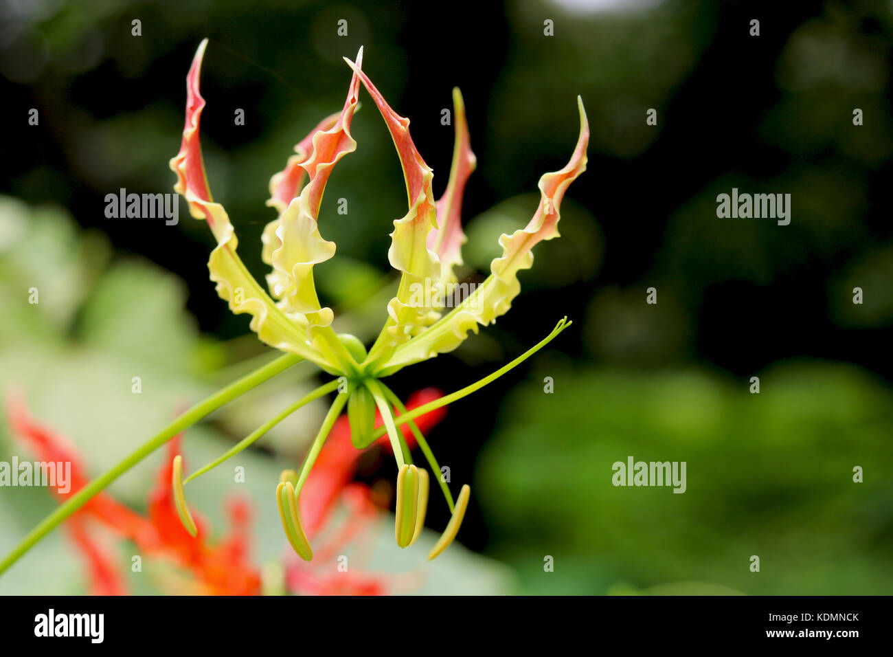 Gloriosa Blume Stockfoto