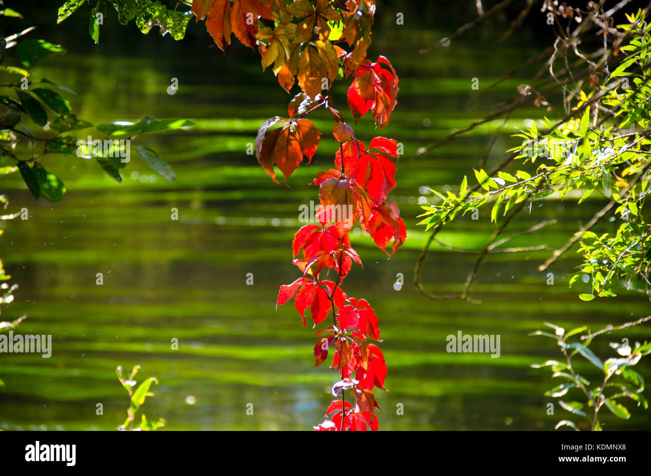 Farbige Blätter am Fluss Dordogne Stockfoto