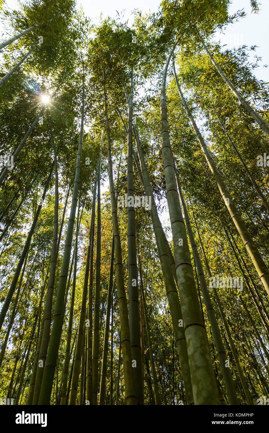 Kyoto, Japan - 20. Mai 2017: hohe Bambus Wälder auf arashiyama Park in Kyoto, Japan Stockfoto