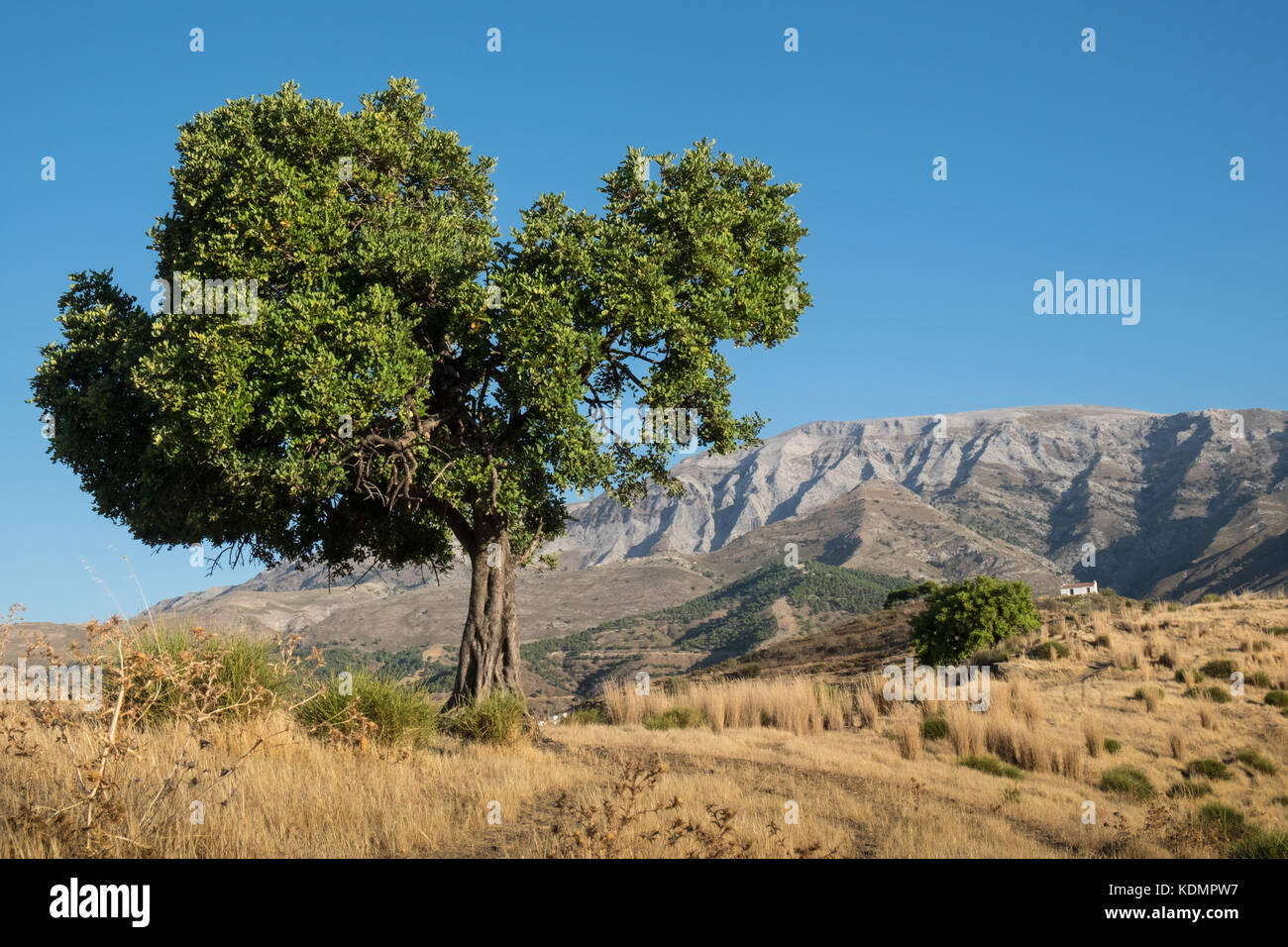 Einsamer Baum in den Hügeln von Andalusien Stockfoto