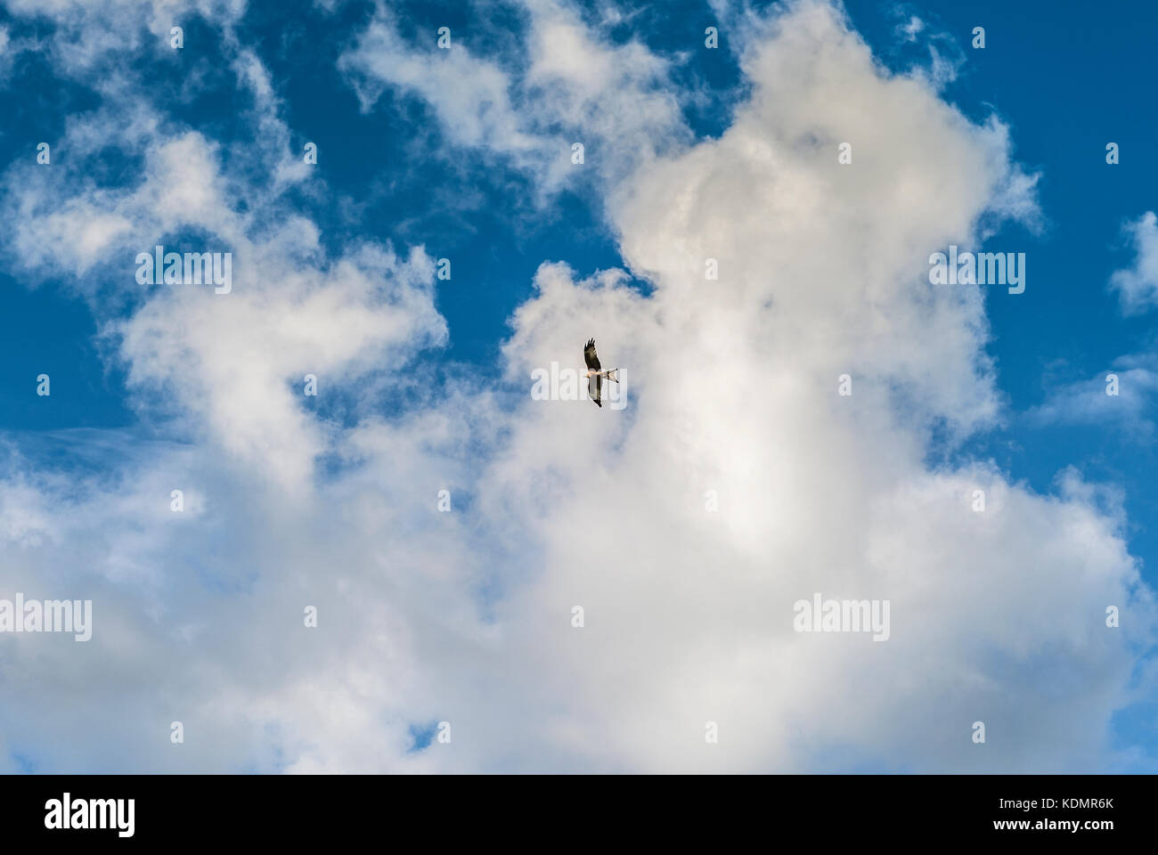 Adler in den Himmel Stockfoto