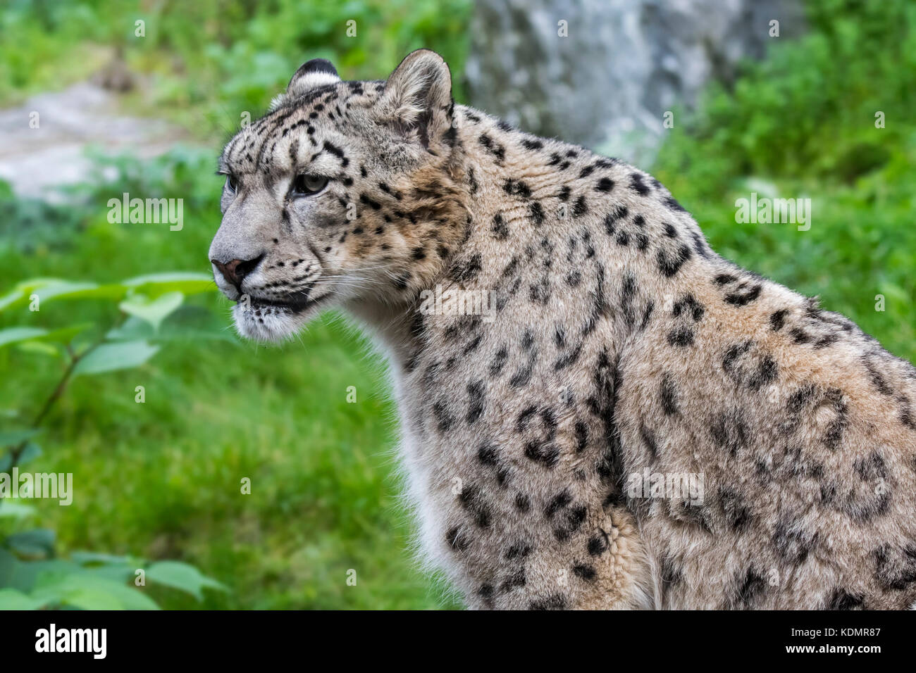 Snow Leopard/Unze (panthera uncia uncia uncia/) native auf den Bergketten von Zentral- und Südasien Stockfoto