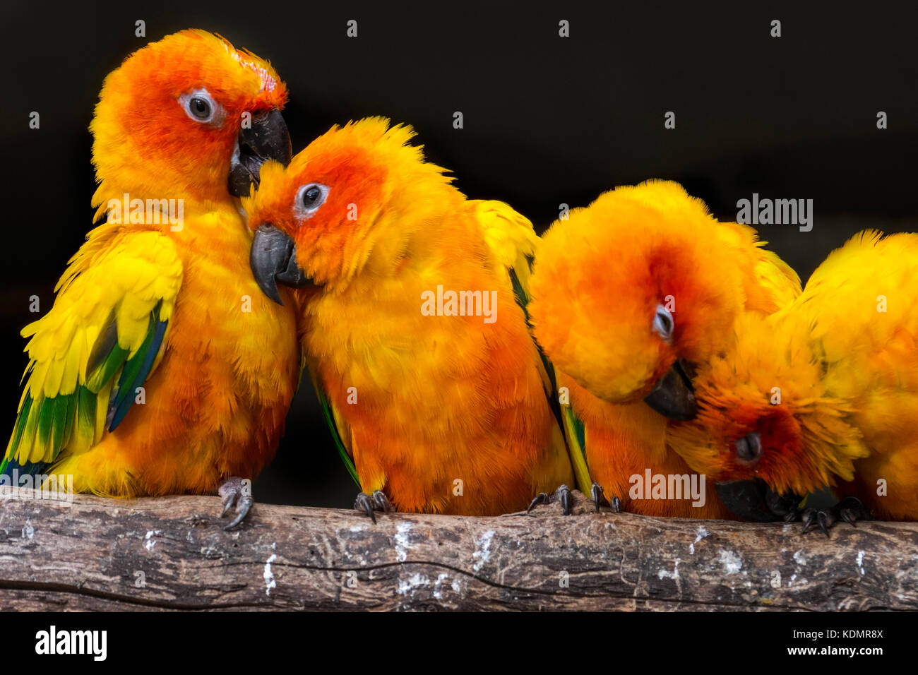 Sun Sittiche/sun conures (aratinga solstitialis) Herde auf Zweig gehockt und Grooming, Südamerika Stockfoto