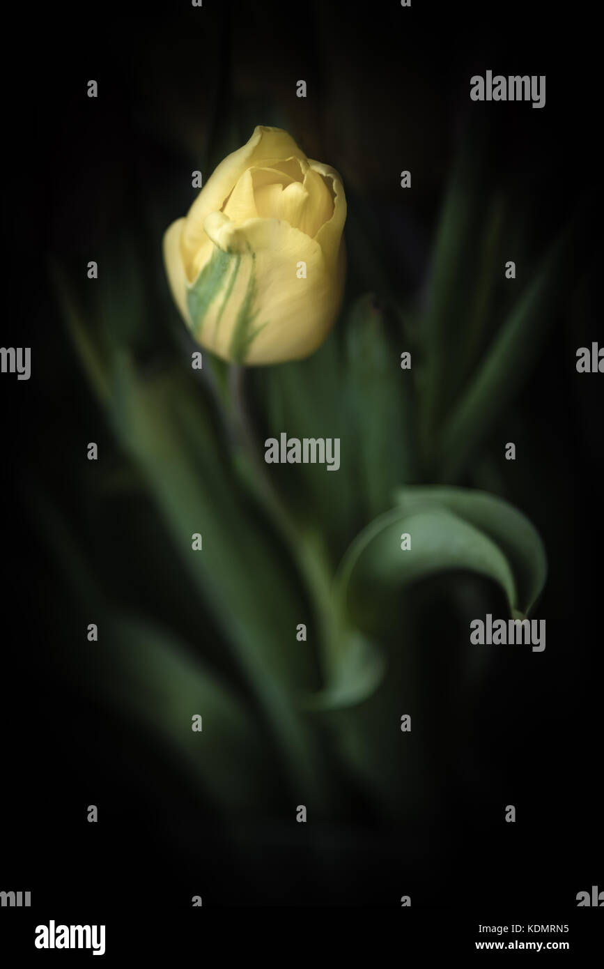 Einzelne gelbe Tulpe auf einem dunklen Hintergrund noch Leben Stockfoto