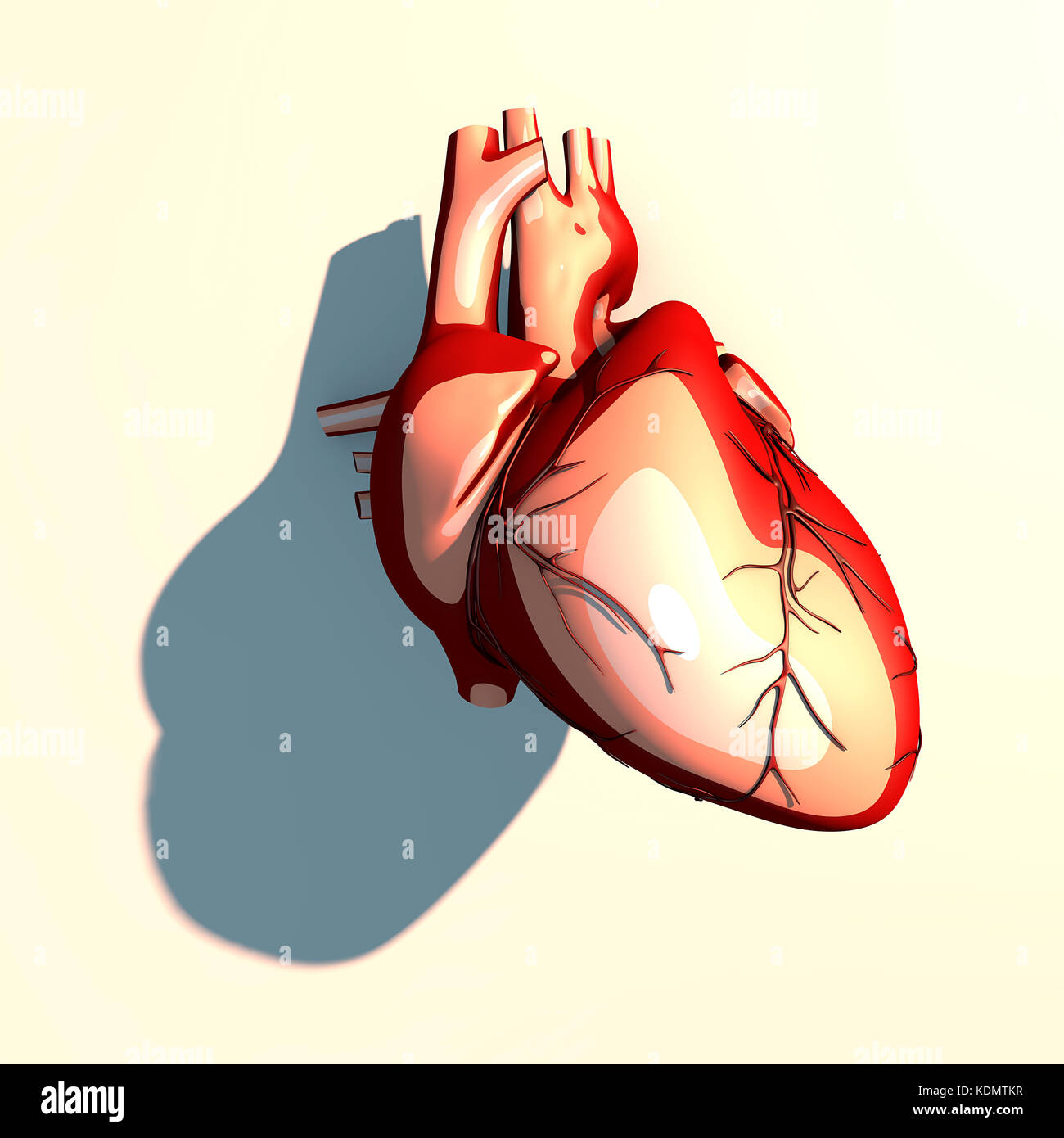 Das Herz ist ein Muskelorgan, das Blut durch die Blutgefäße des Kreislaufsystems pumpt, langer Schatten, 3D-Rendering Stockfoto