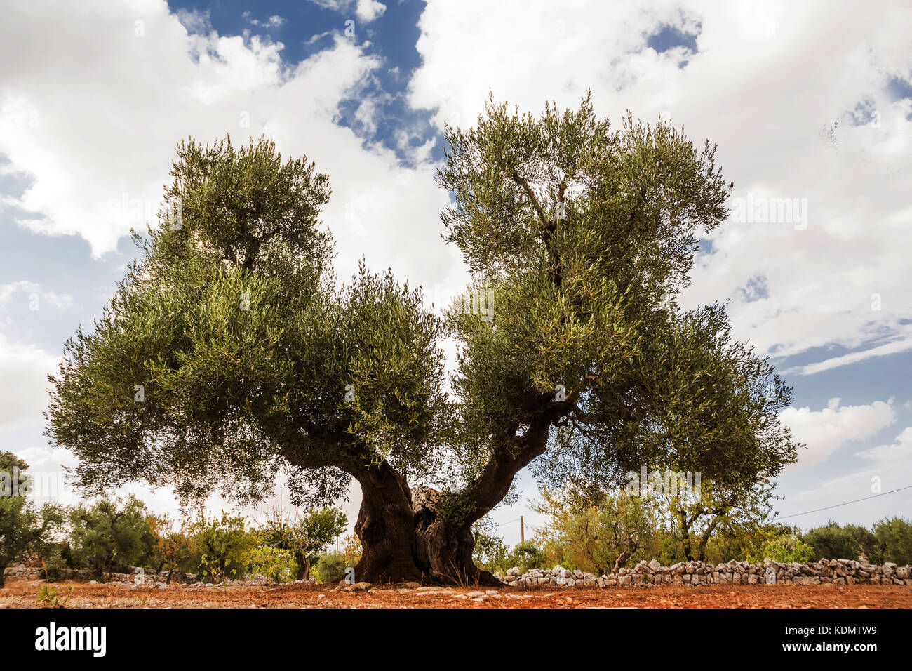 Baum der Olive, säkulare mit einem Haar Stockfoto