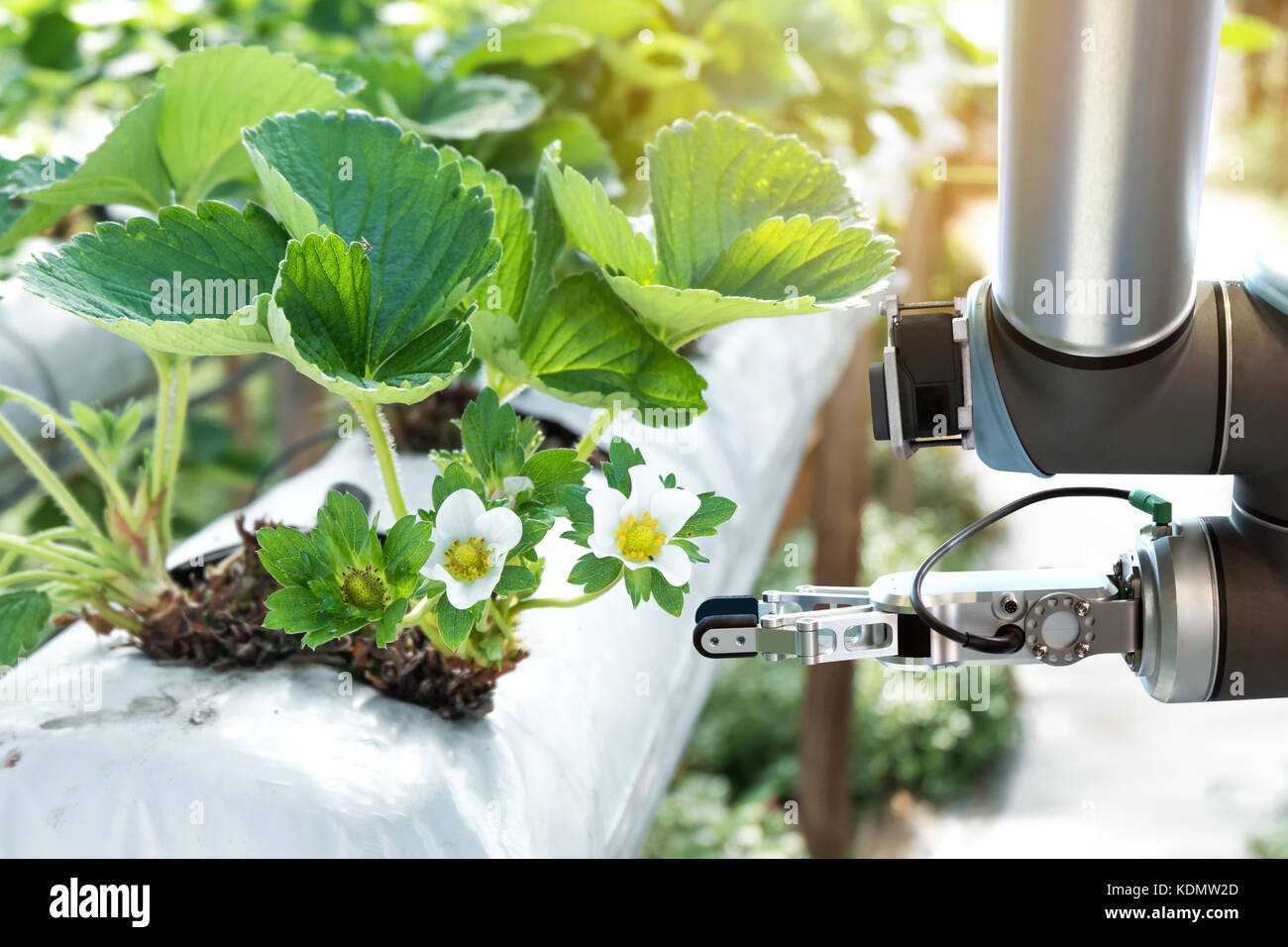 Landwirtschaft Technik, künstliche Intelligenz, Konzepte, Landwirt verwenden Sie smart farm Automatisierung robot assistant Bildverarbeitung zur Erkennung von Unkraut, Spray Stockfoto