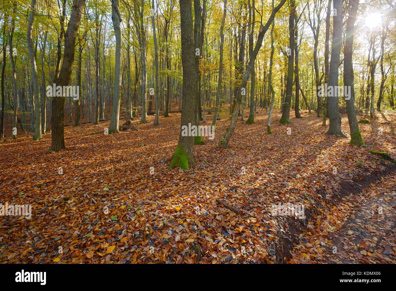 Herbst Wald Sonnenschein Stockfoto