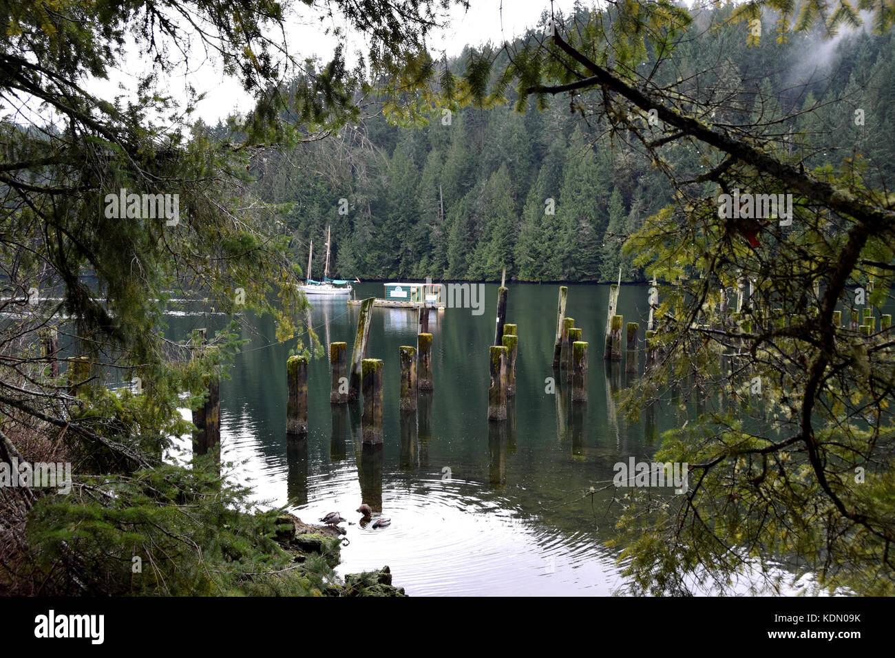 Wandern in der Nähe von witty Lagune - Vancouver Island, BC, Kanada Stockfoto