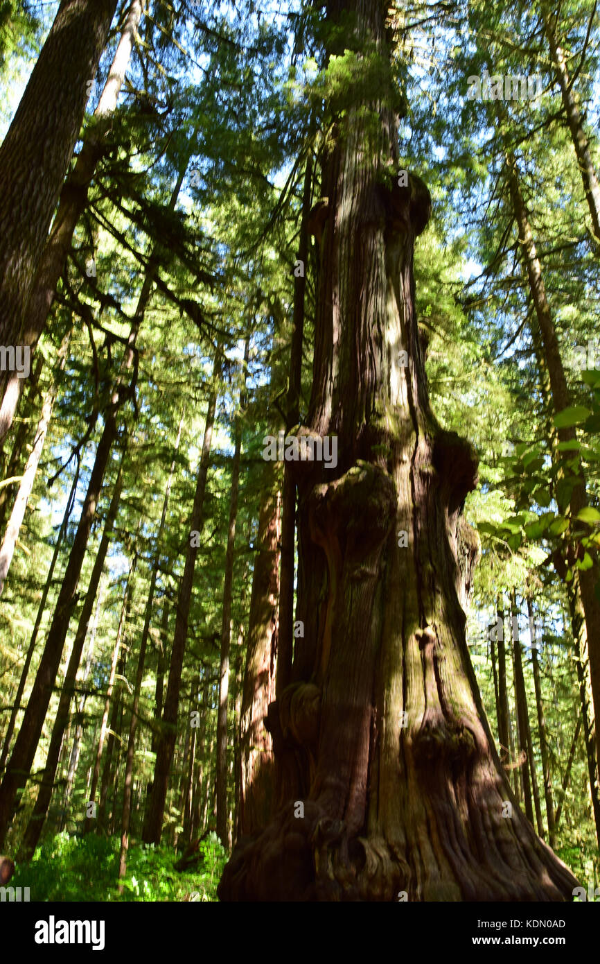 Avatar Grove mit seinen Majestätischen alten - Wachstum Wald wurde erst vor kurzem durch Holzfäller und m entdeckt Stockfoto