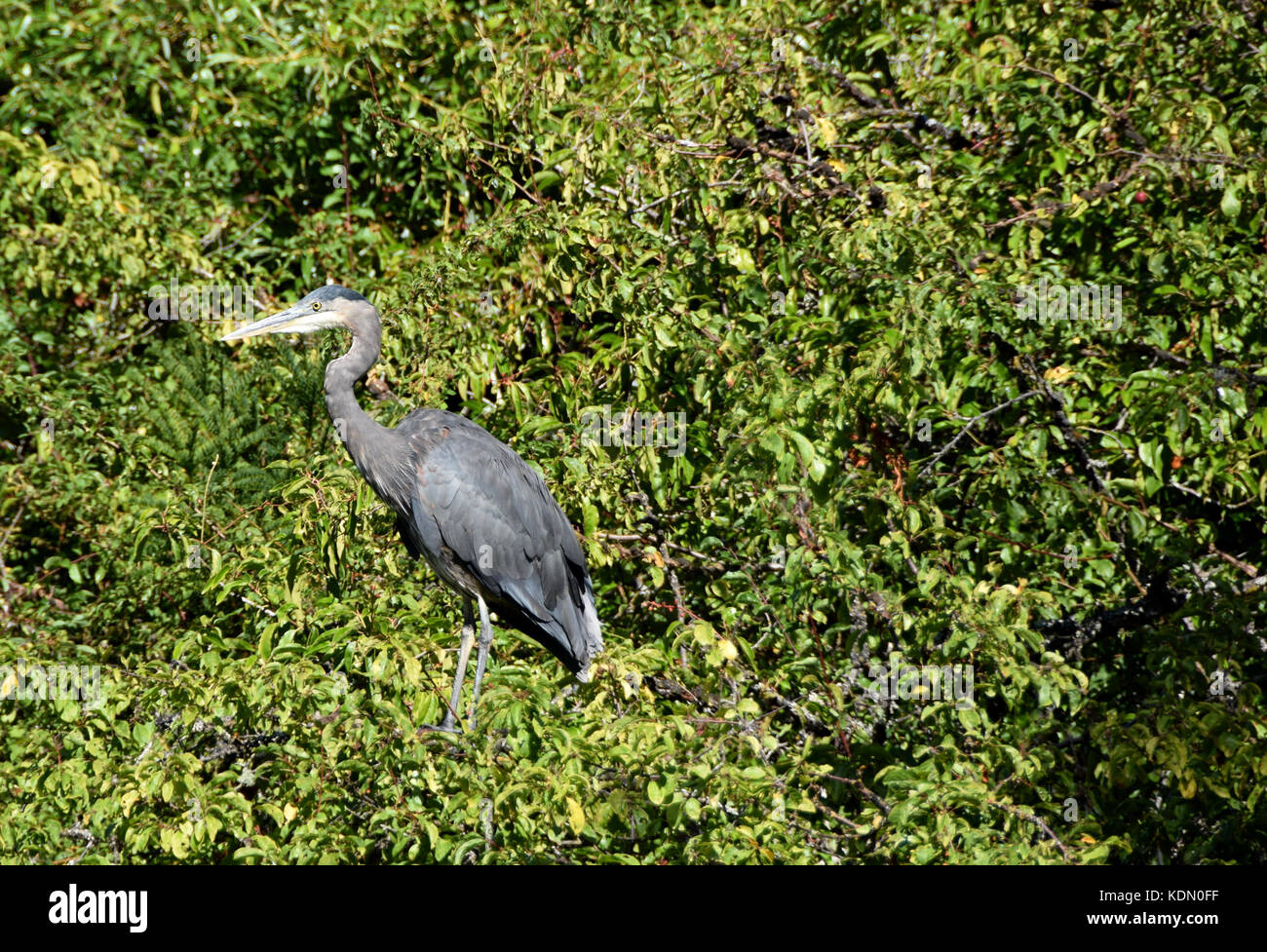 Beacon Hill Park, in einer ruhigen und malerischen Ort zum Flanieren, in Victoria, BC, Kanada auf Vancouver Island. Stockfoto