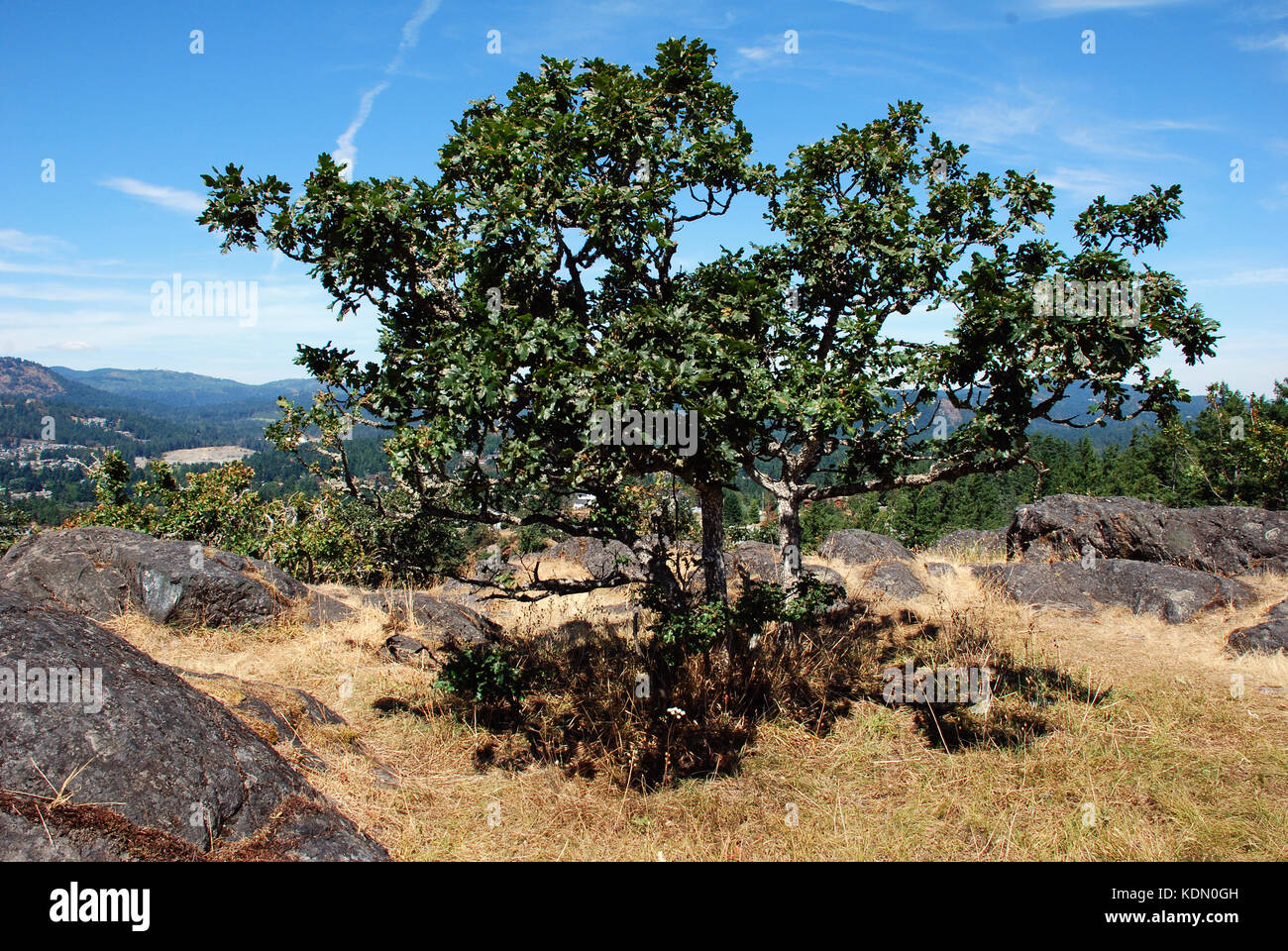 Garry Eiche steht auf dem Gipfel - Mill Hill Regional Park, Vancouver Island, BC, Kanada Stockfoto