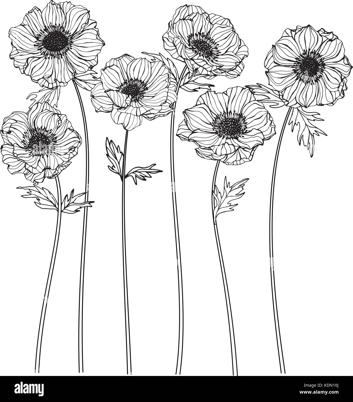 Anemone Blume zeichnen Abbildung. Schwarz und Weiß mit Line Art. Stock Vektor