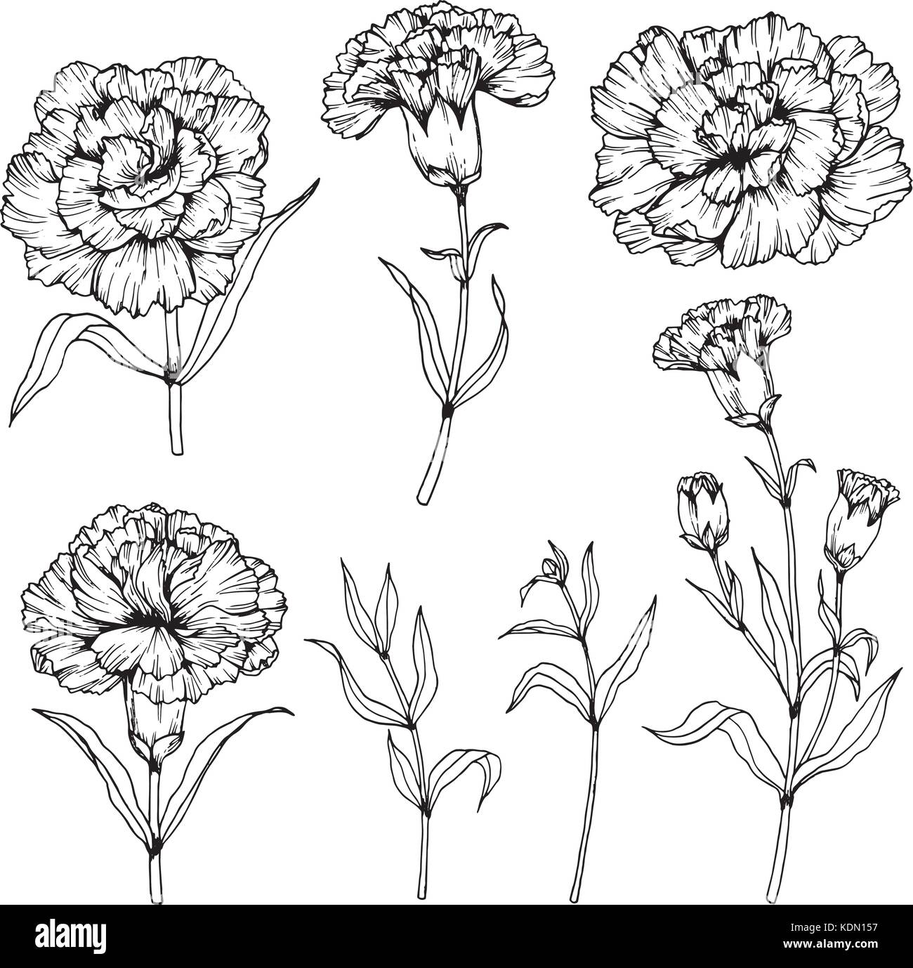 Nelke Blume zeichnen Abbildung. Schwarz und Weiß mit Line Art. Stock Vektor
