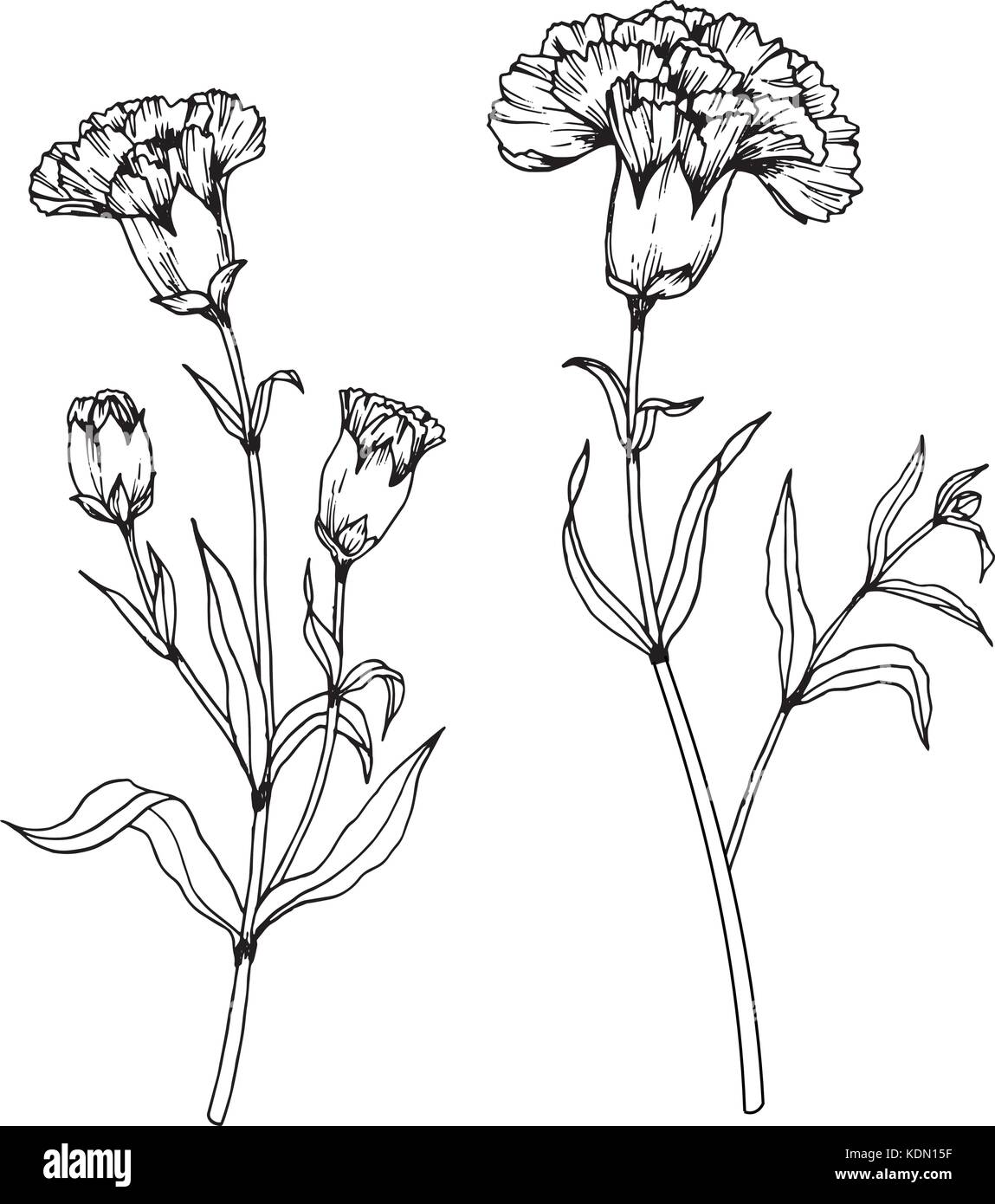 Nelke Blume zeichnen Abbildung. Schwarz und Weiß mit Line Art Stock-Vektorgrafik