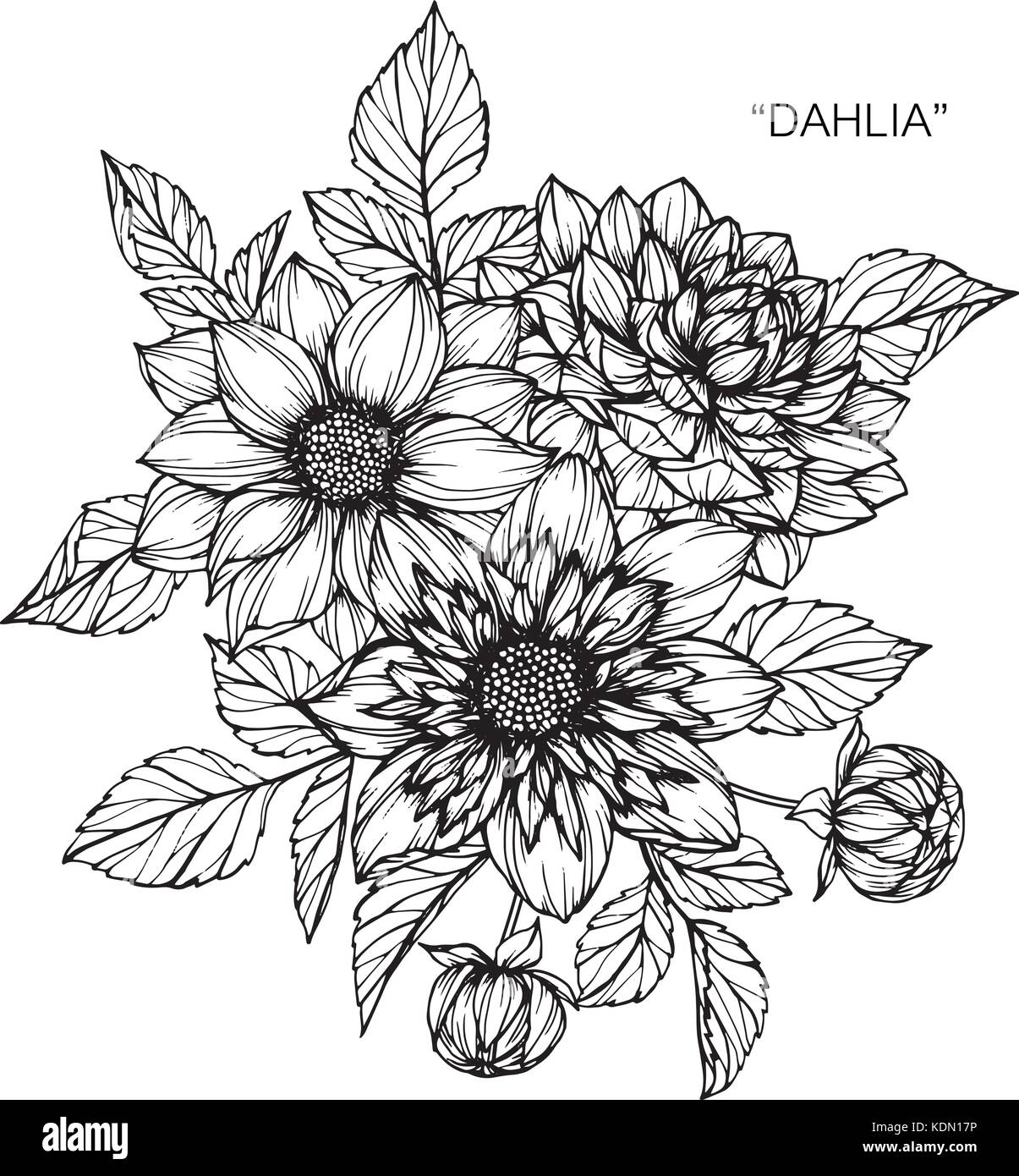 Dahlie Blume zeichnen Abbildung. Schwarz und Weiß mit Line Art. Stock Vektor