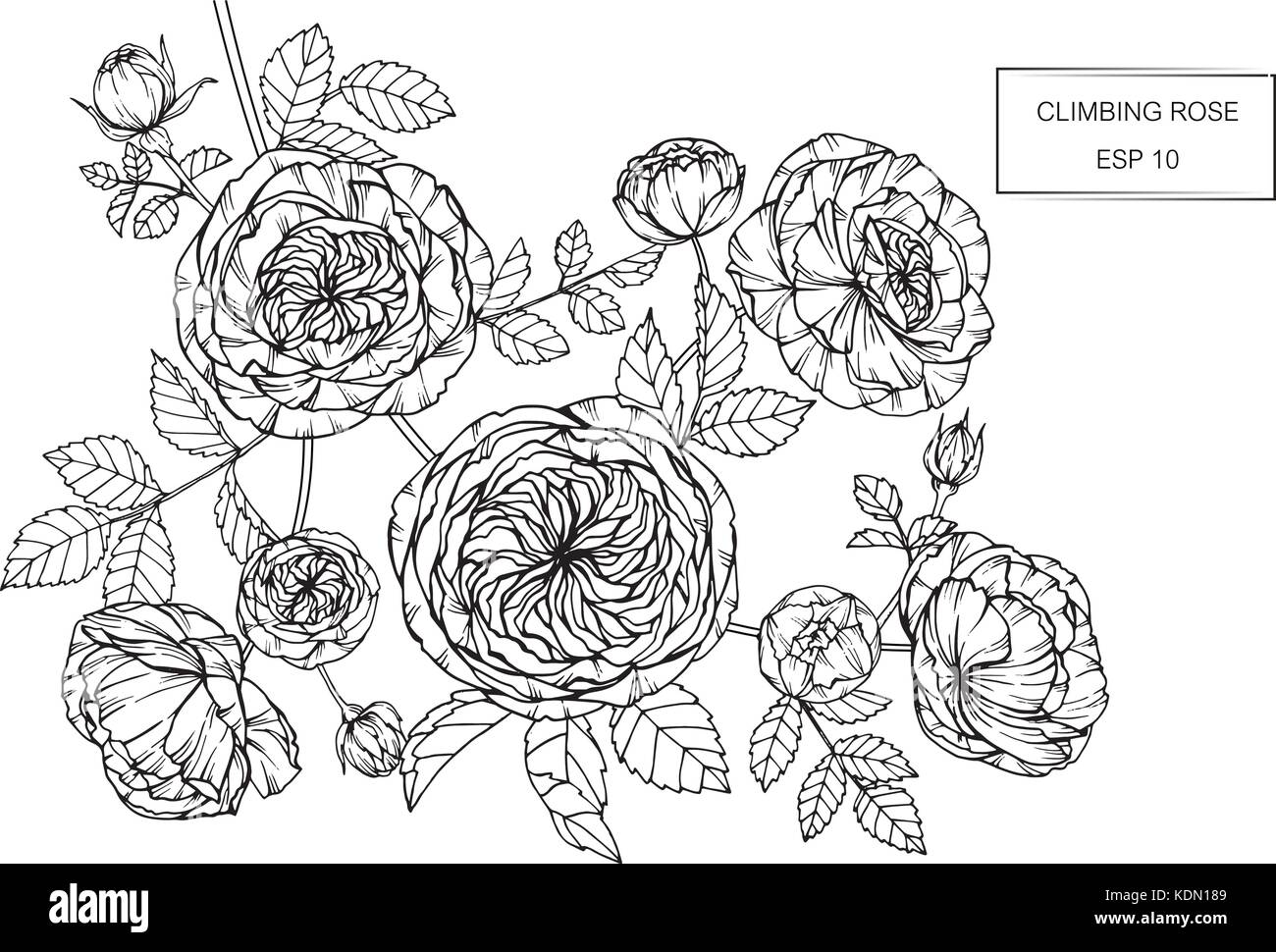 Rosen Blume zeichnen Abbildung. Schwarz und Weiß mit Line Art. Stock Vektor