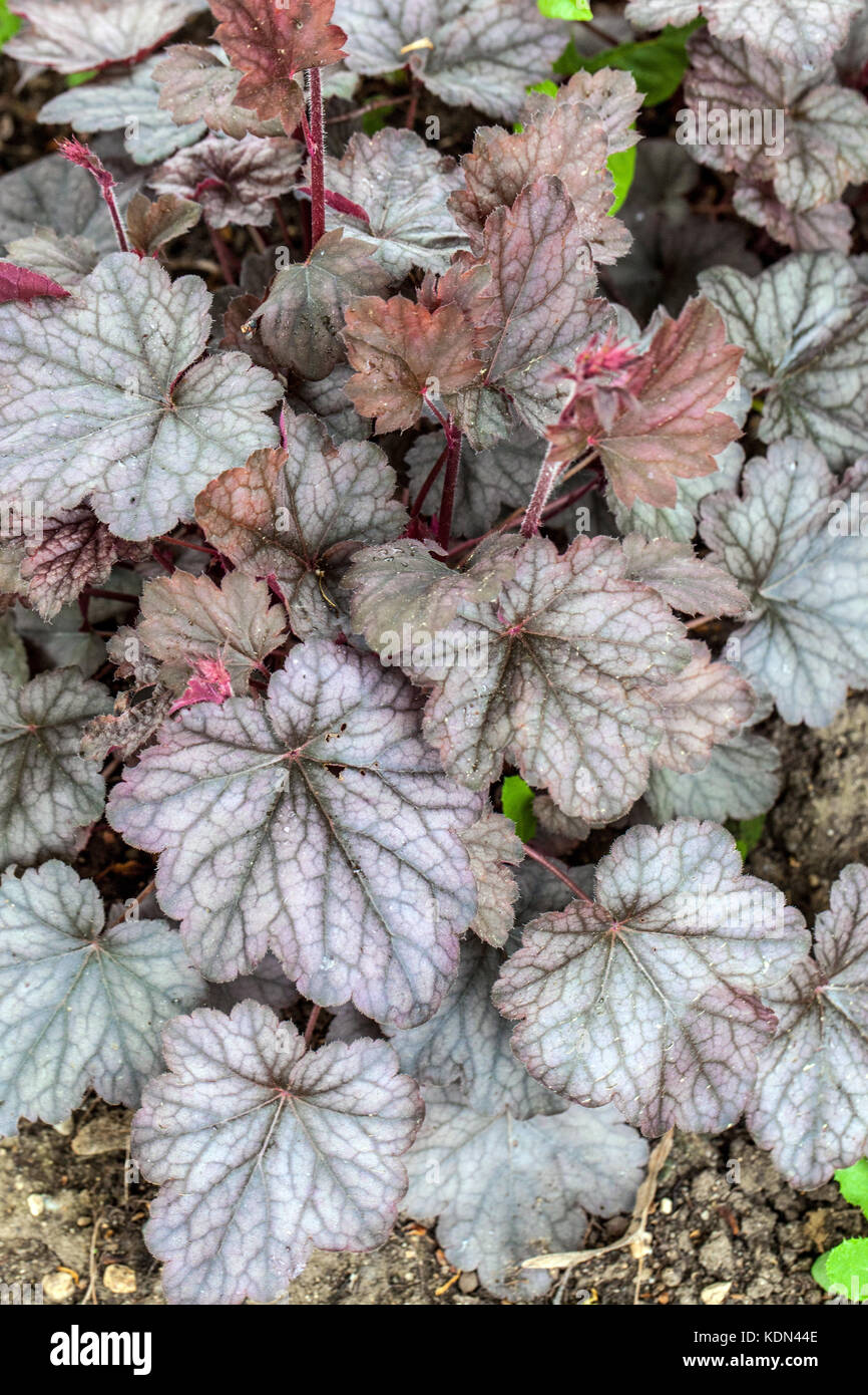 Alum Root Heuchera „Regina“ Bodendeckellaub tiefviolett-grüne Blätter leuchtend silbrig marmorierende Korallenglocken Alumroot Coralbells Stockfoto