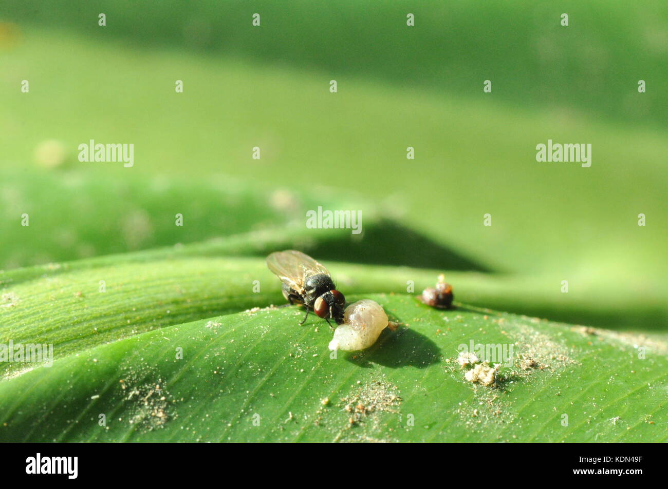 Fliegen sitzen auf einem Blatt und Essen etwas Obst, Townsville, Queensland, Australien Stockfoto